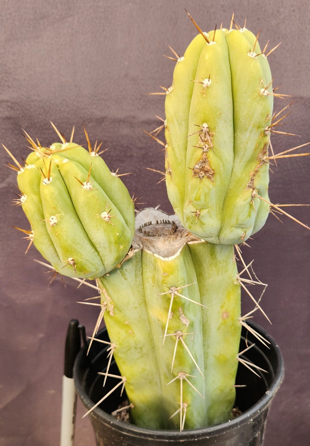 #EC384 EXACT Trichocereus Bridgesii Boulder Cactus 12"-Cactus - Large - Exact-The Succulent Source