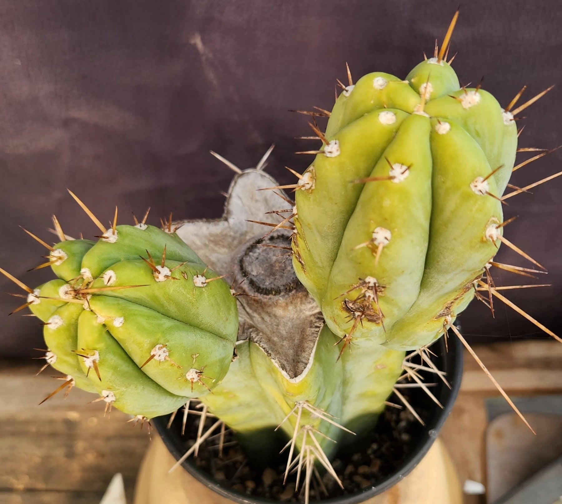 #EC384 EXACT Trichocereus Bridgesii Boulder Cactus 12"-Cactus - Large - Exact-The Succulent Source