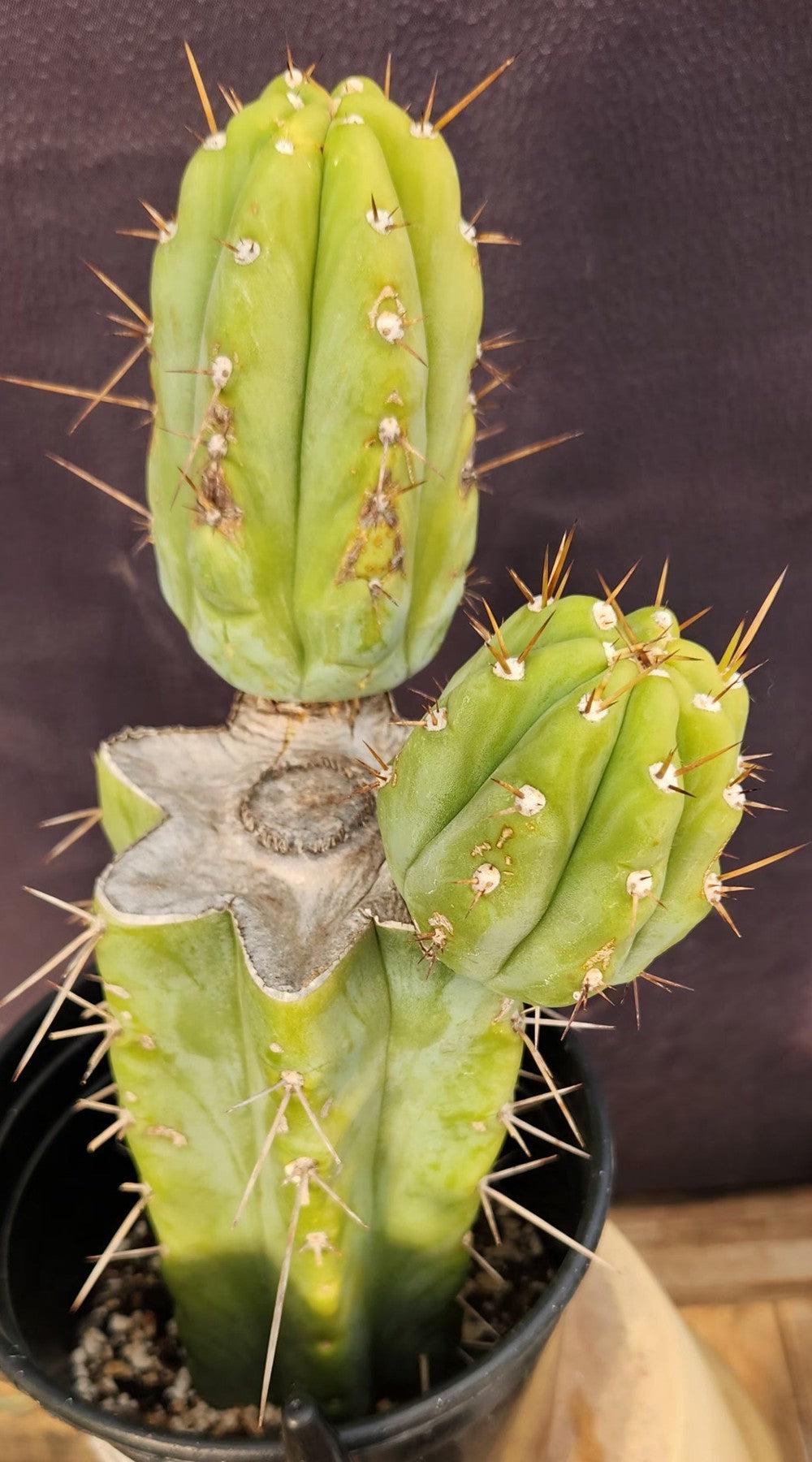 #EC384 EXACT Trichocereus Bridgesii Boulder Cactus 12"-Cactus - Large - Exact-The Succulent Source