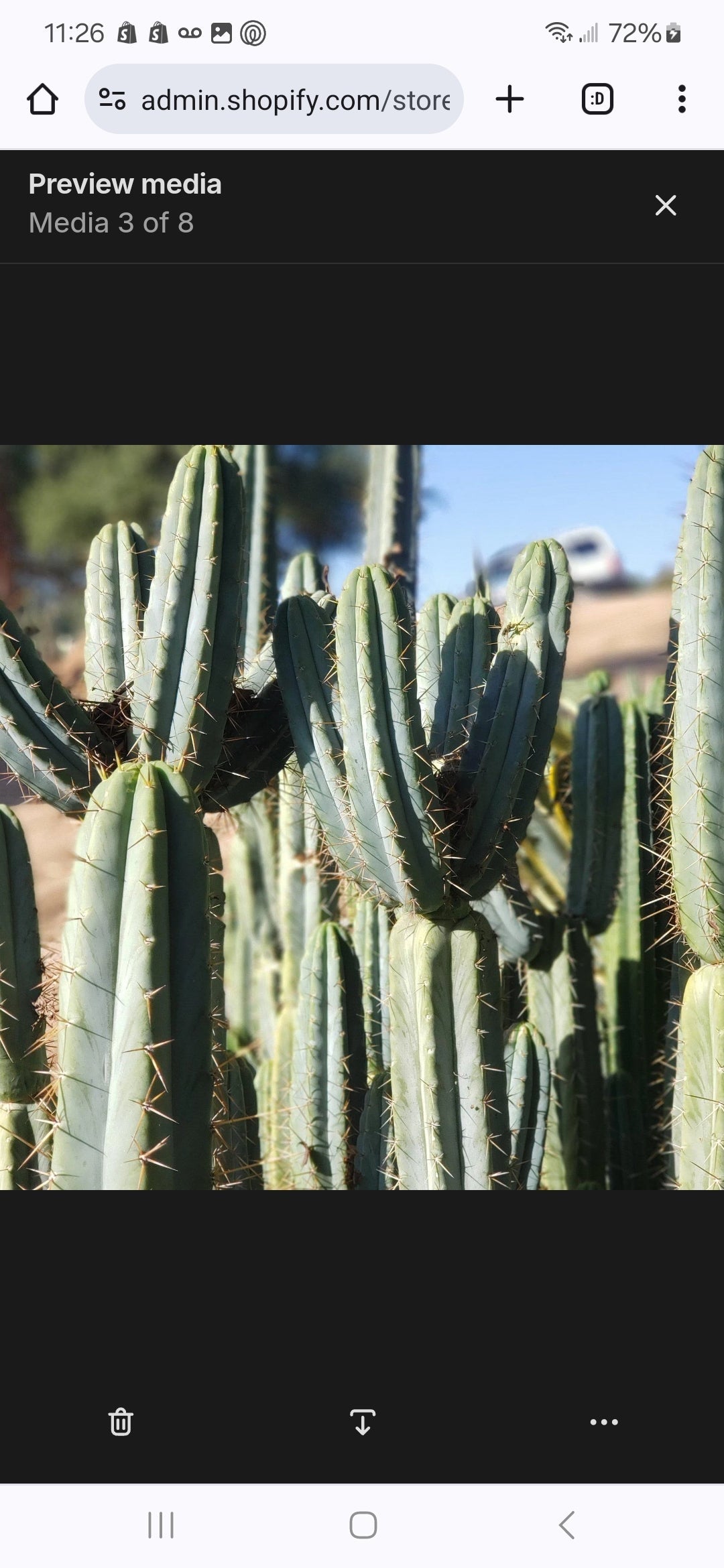 #EC384 EXACT Trichocereus Bridgesii Boulder Cactus 8.5"-Cactus - Large - Exact-The Succulent Source