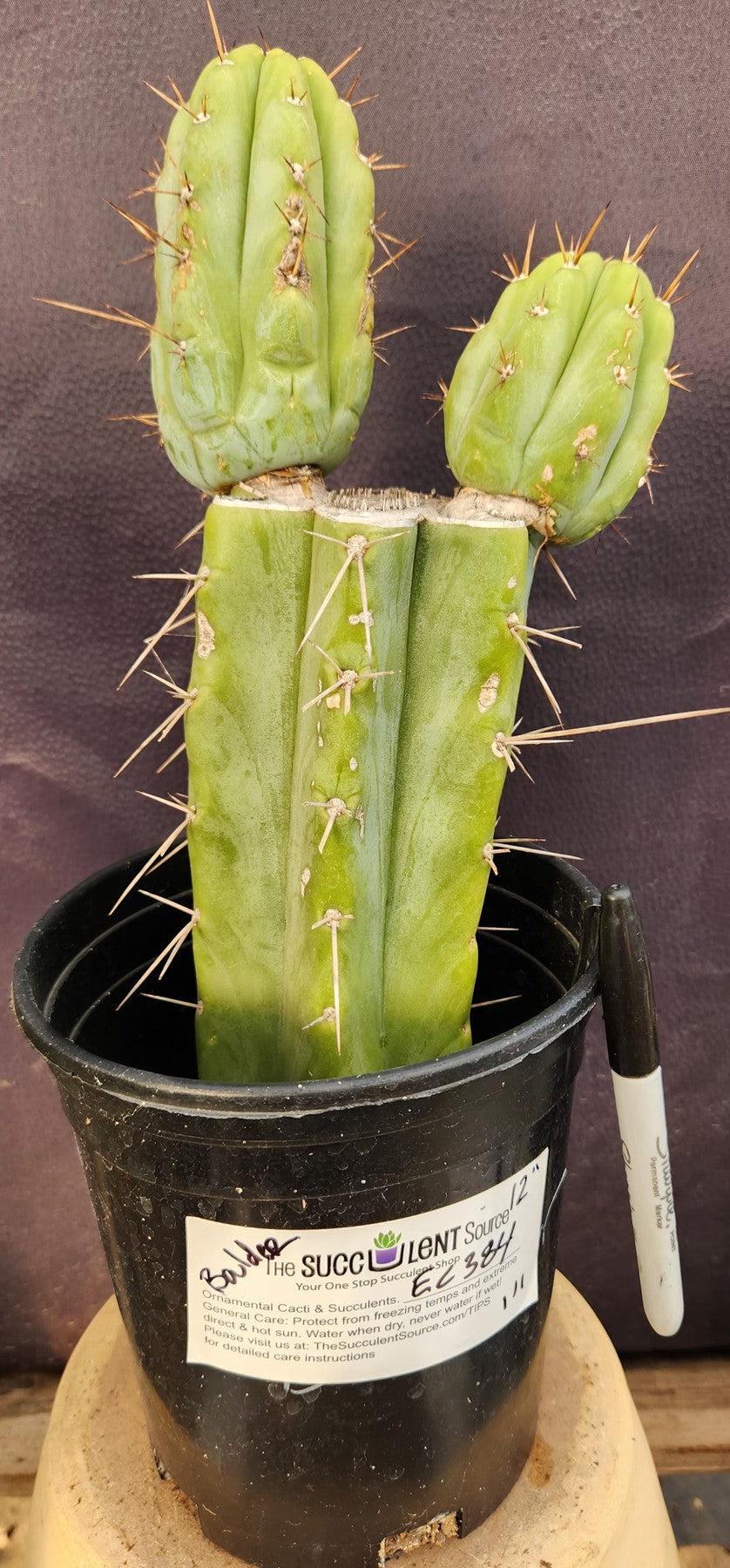 #EC384 EXACT Trichocereus Bridgesii Boulder Cactus 12"-Cactus - Large - Exact-The Succulent Source