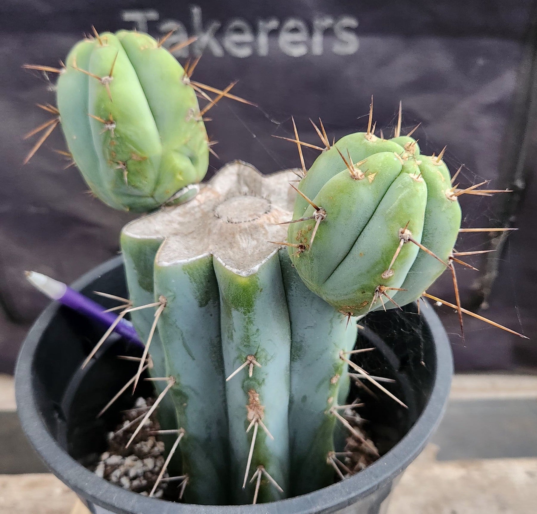 #EC384 EXACT Trichocereus Bridgesii Boulder Cactus 8.5"-Cactus - Large - Exact-The Succulent Source