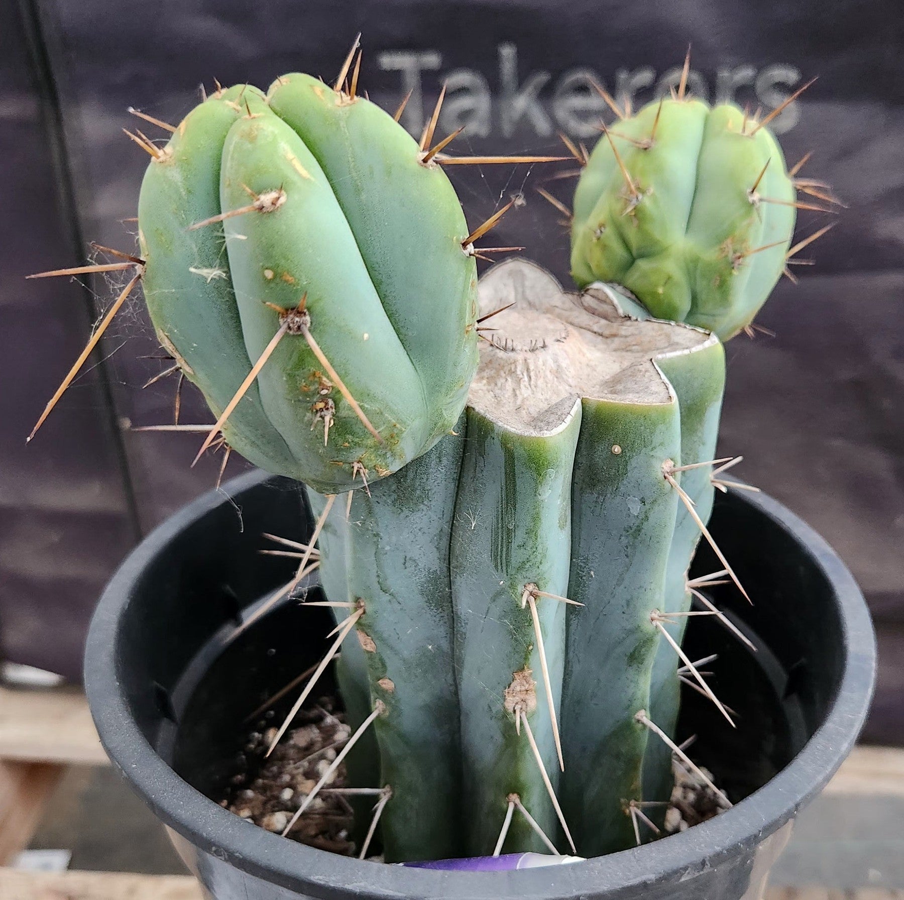 #EC384 EXACT Trichocereus Bridgesii Boulder Cactus 8.5"-Cactus - Large - Exact-The Succulent Source