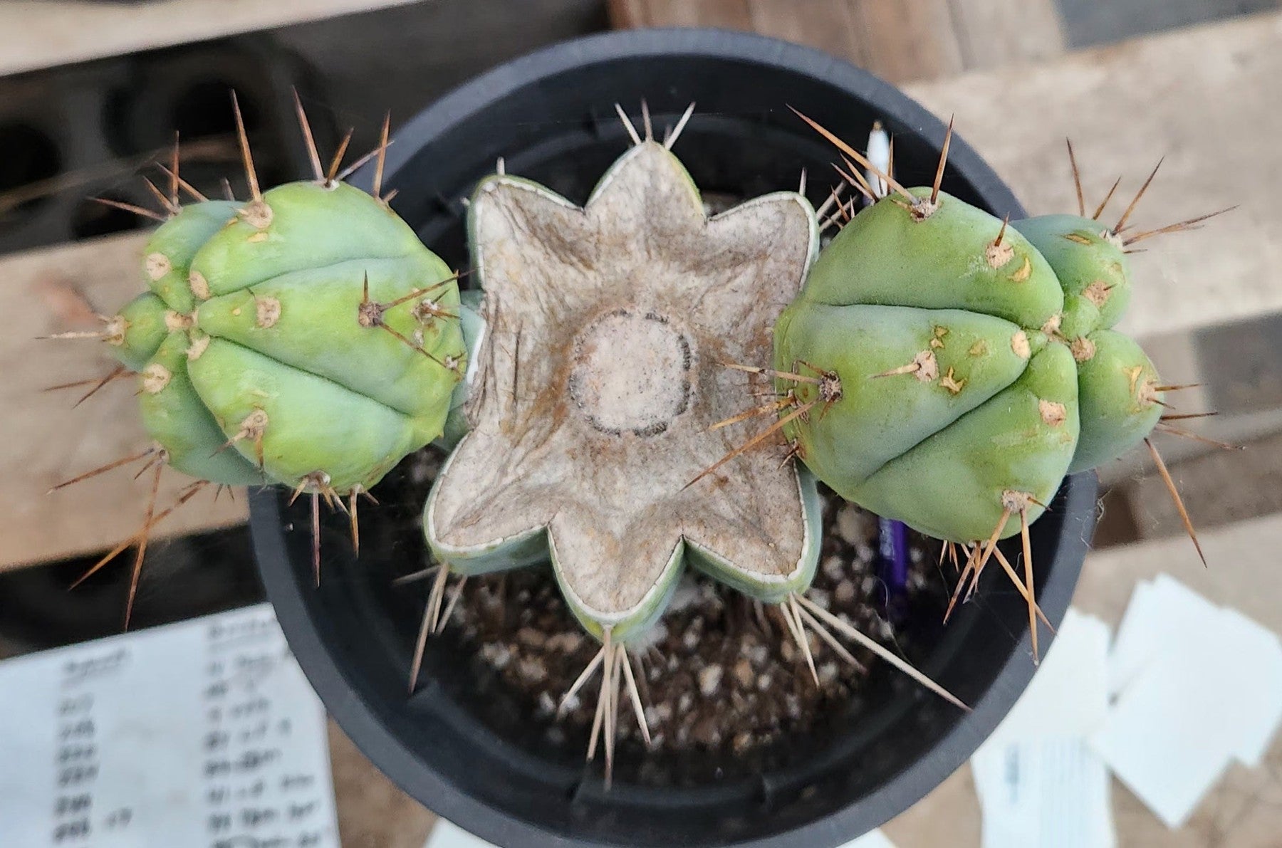 #EC384 EXACT Trichocereus Bridgesii Boulder Cactus 8.5"-Cactus - Large - Exact-The Succulent Source