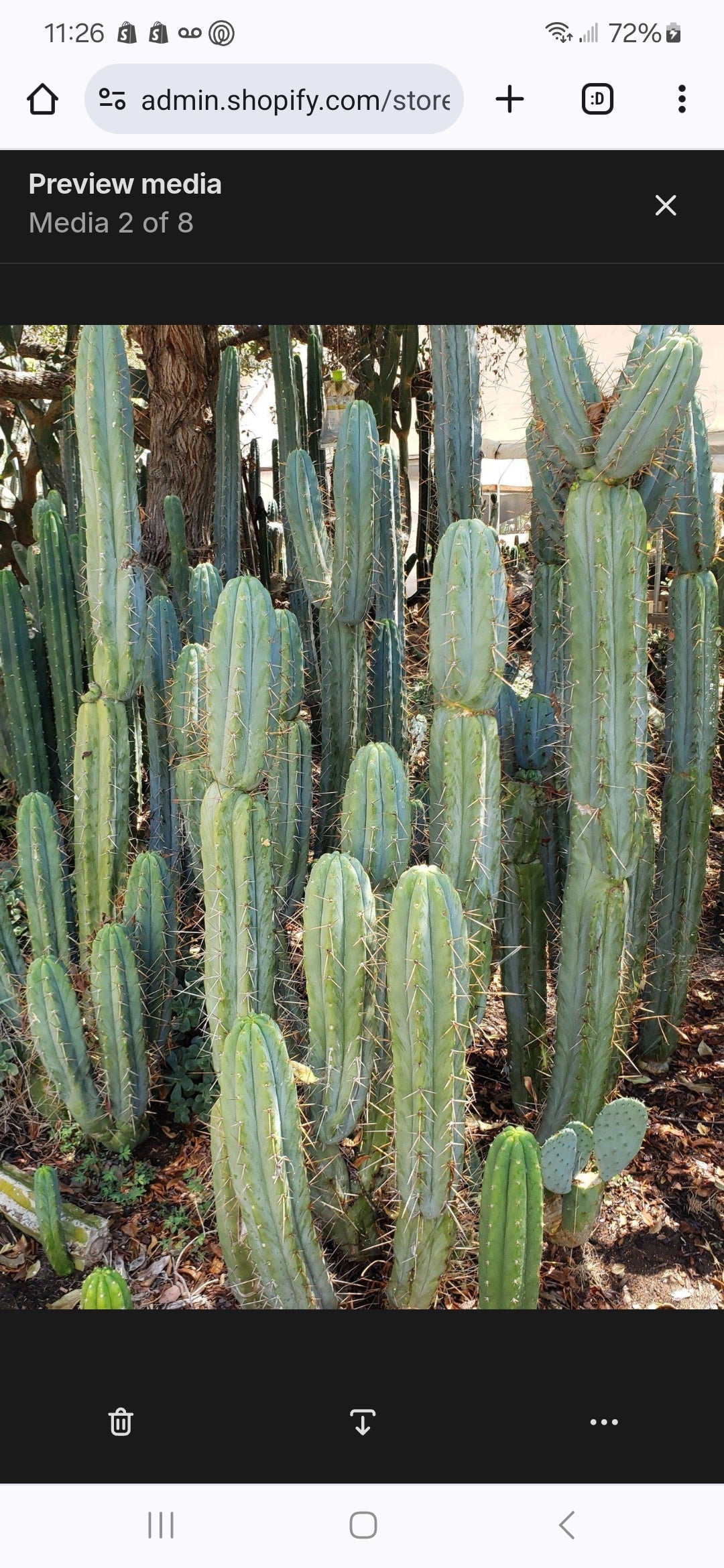 #EC384 EXACT Trichocereus Bridgesii Boulder Cactus 8.5"-Cactus - Large - Exact-The Succulent Source