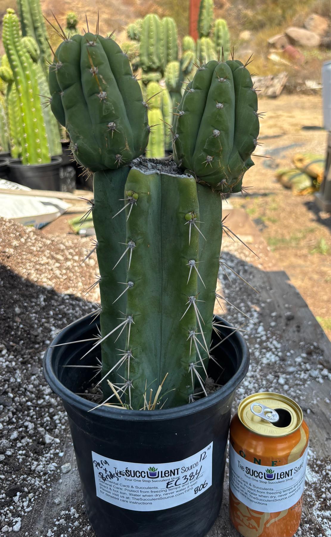 #EC384 EXACT Trichocereus Peru X Bridgesii Cactus 12"-Cactus - Large - Exact-The Succulent Source