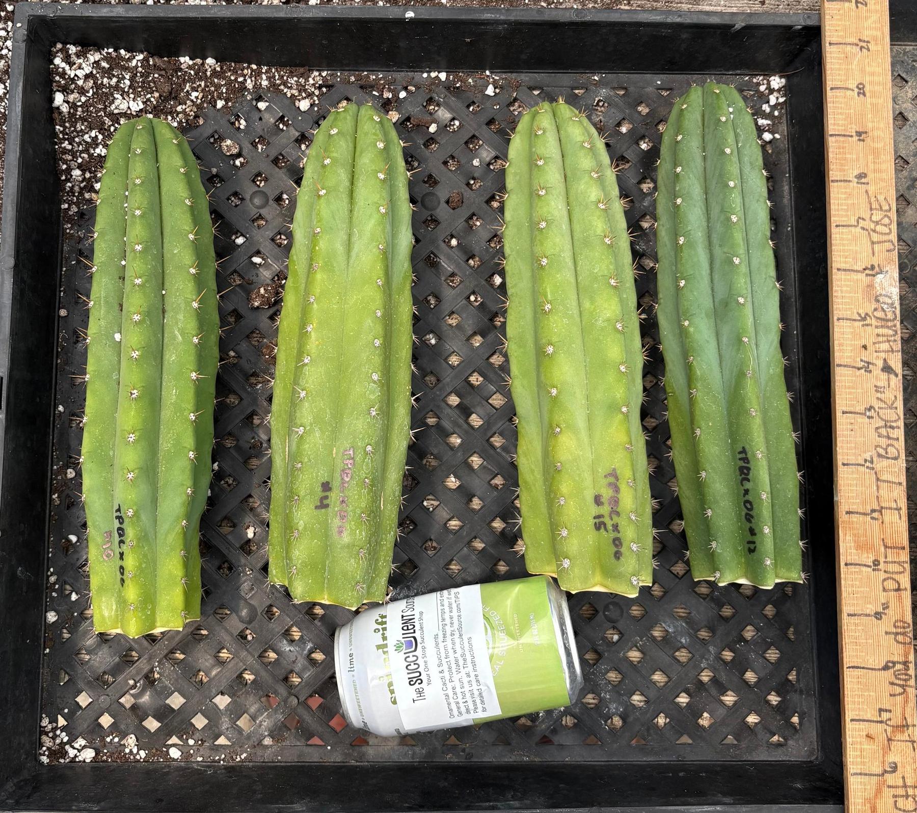 #EC384 Pachanoi Ogun Variety Hybrid Cutting Options-Cactus - Large - Exact-The Succulent Source