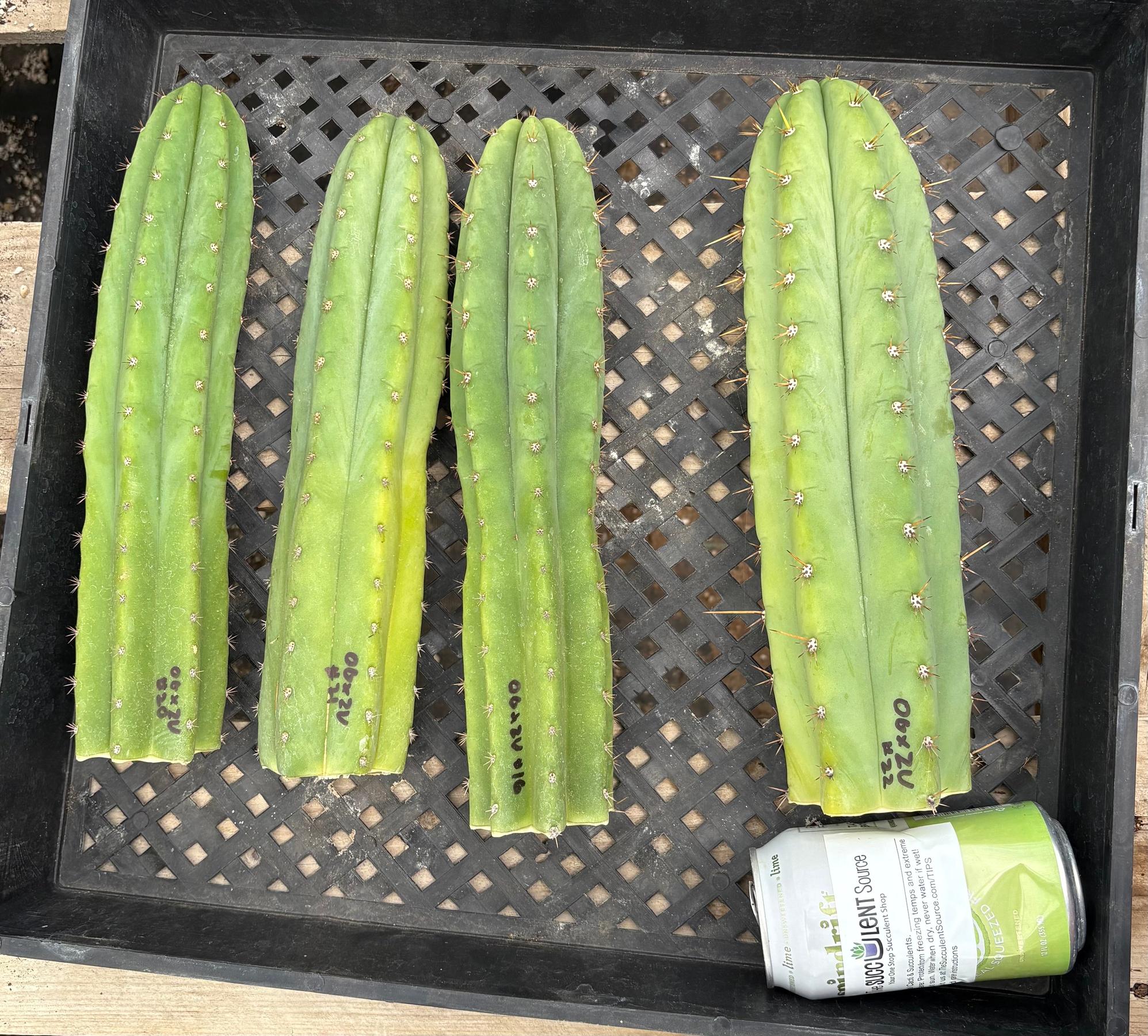 #EC384 Pachanoi Ogun Variety Hybrid Cutting Options-Cactus - Large - Exact-The Succulent Source