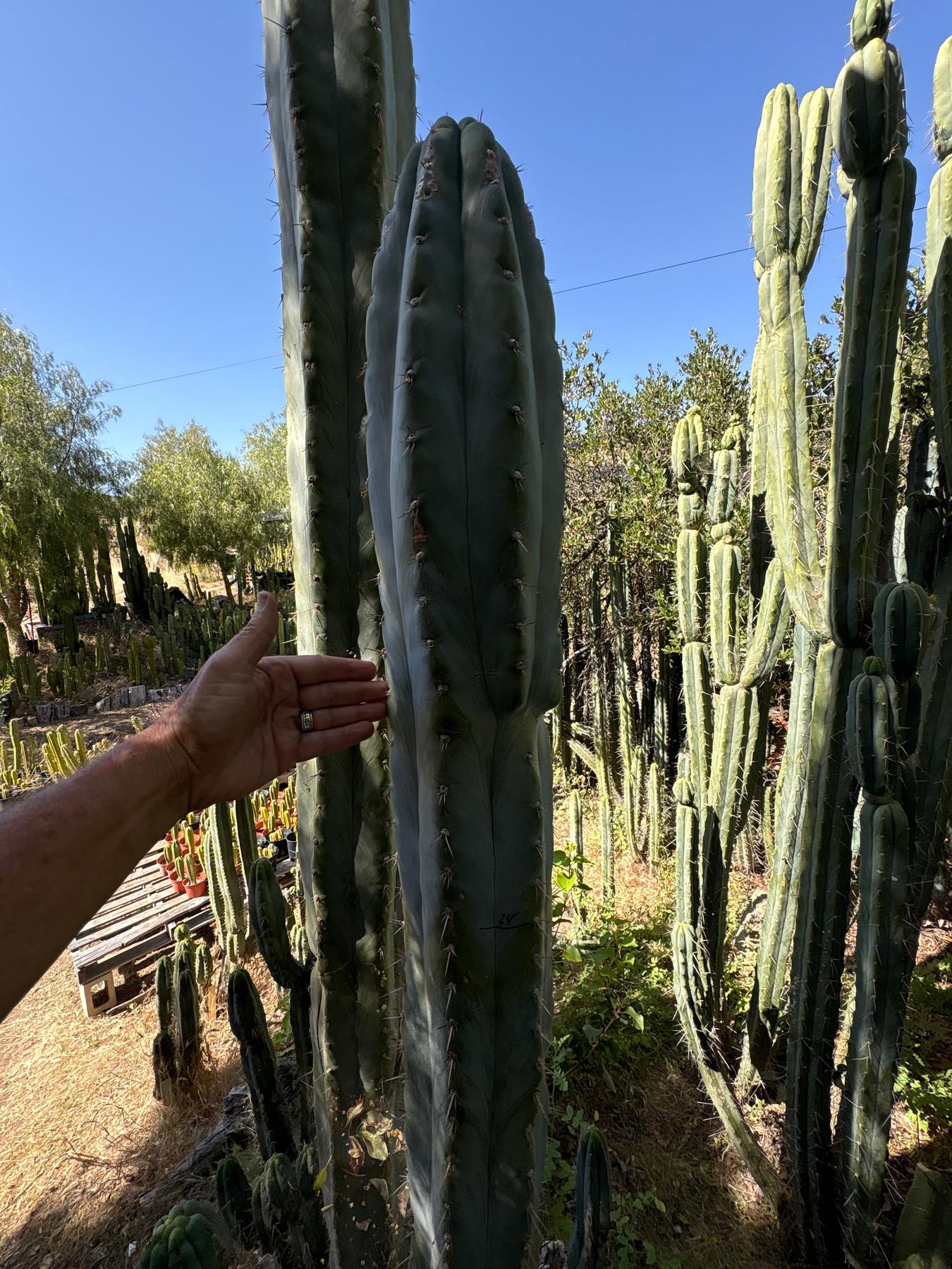 #EC385 EXACT Trichocereus Peruvianus TSSBP “Adam” cactus 15”Cutting-Cactus - Large - Exact-The Succulent Source