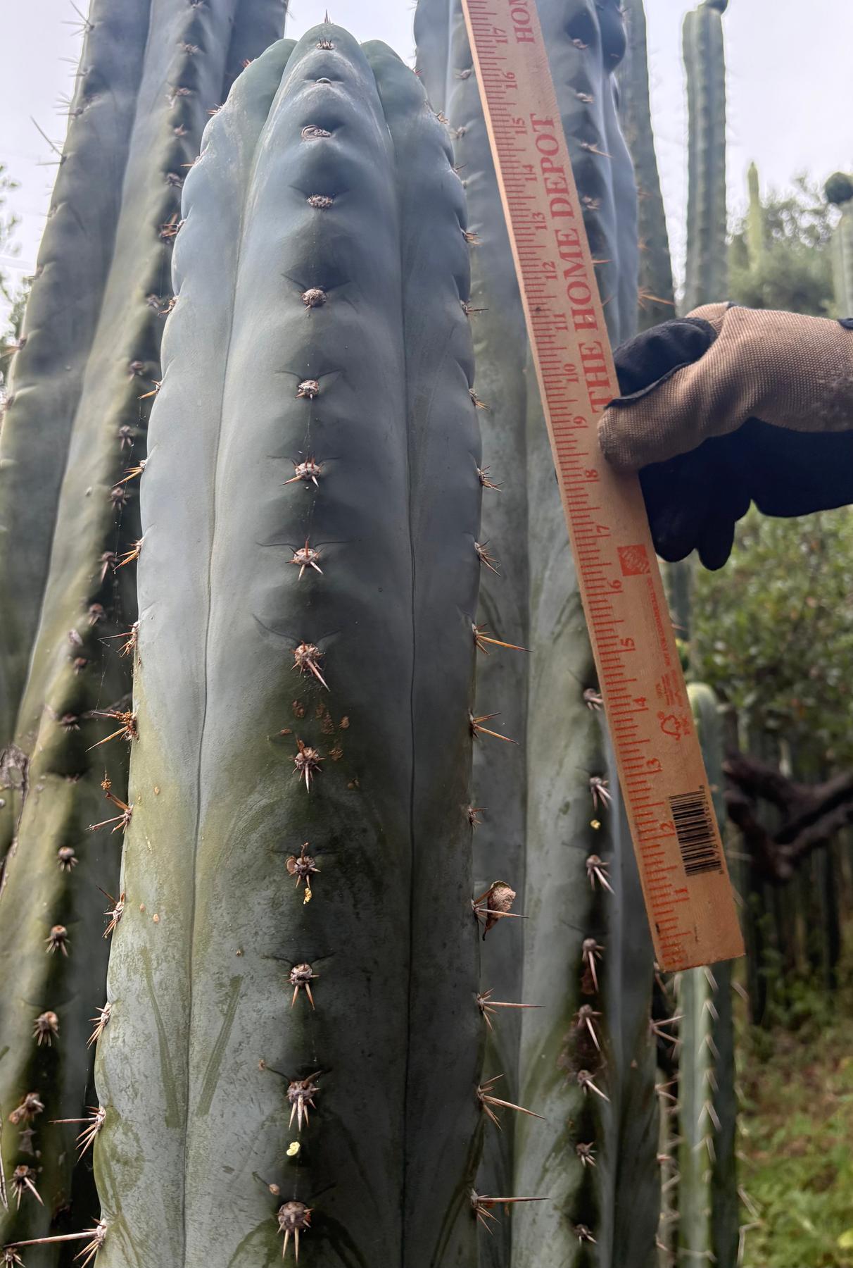 #EC385 EXACT Trichocereus Peruvianus TSSBP “Adam” cactus 15”Cutting-Cactus - Large - Exact-The Succulent Source