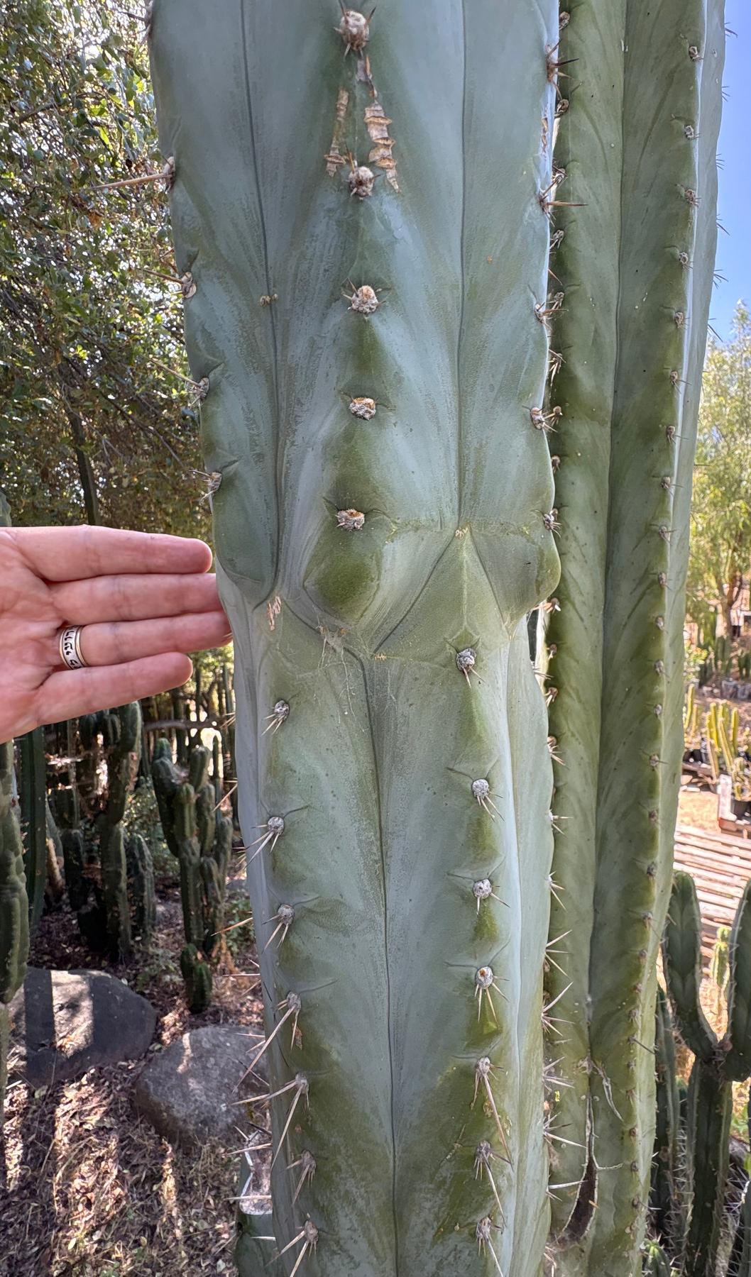 #EC385 EXACT Trichocereus Peruvianus TSSBP “Adam” cactus 15”Cutting-Cactus - Large - Exact-The Succulent Source