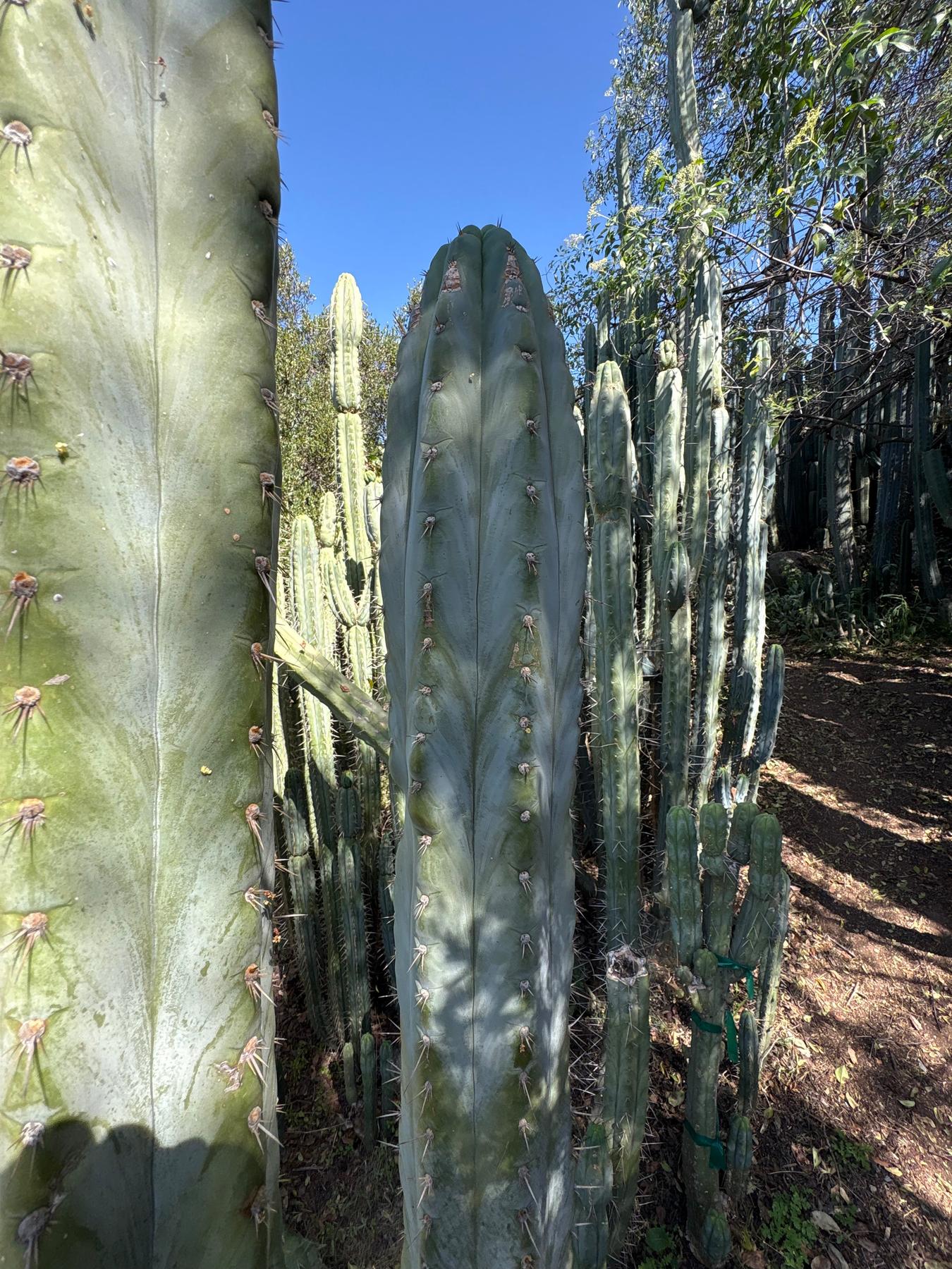 #EC385 EXACT Trichocereus Peruvianus TSSBP “Adam” cactus 15”Cutting-Cactus - Large - Exact-The Succulent Source