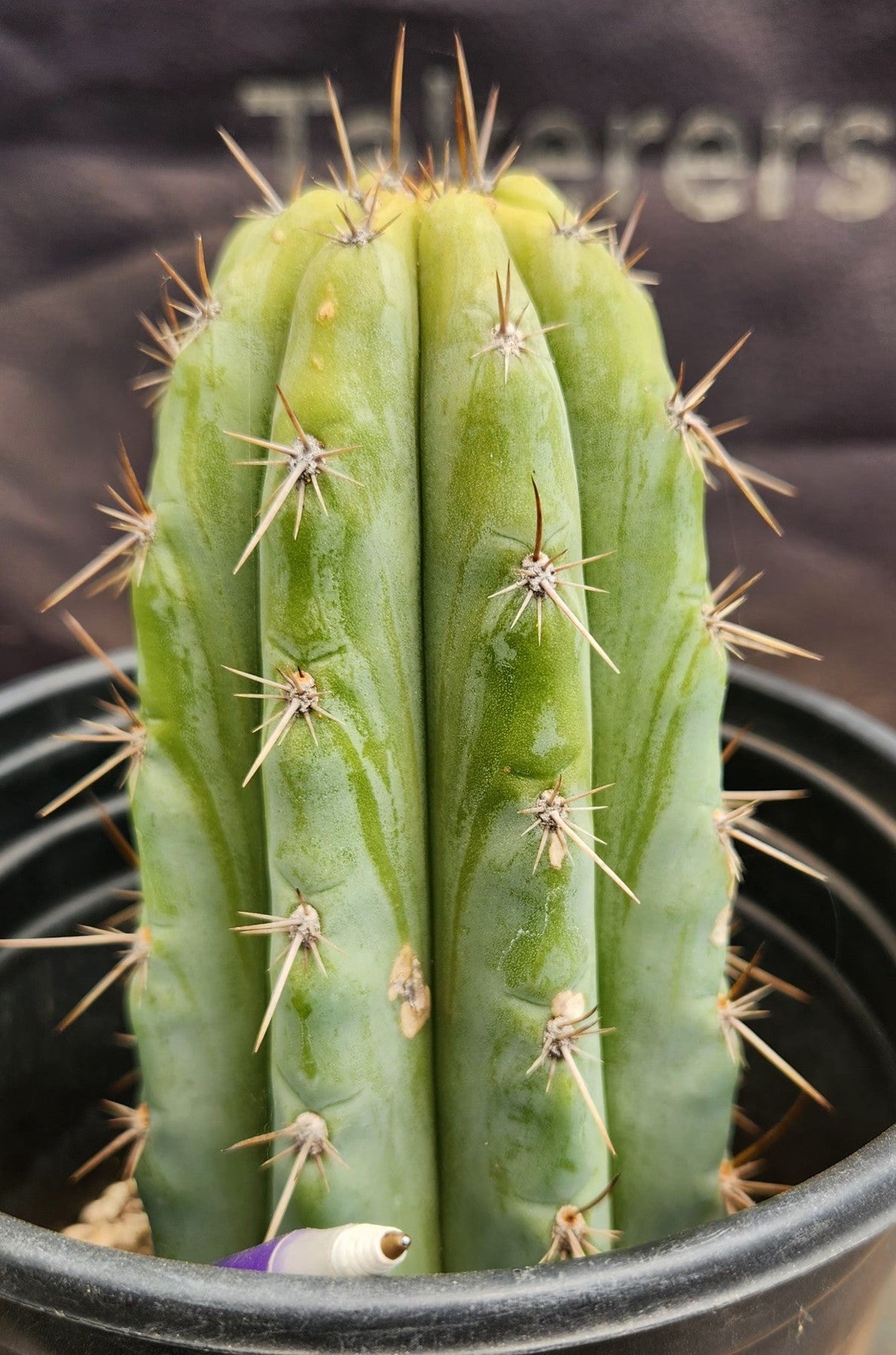 #EC385 EXACTTrichocereus Peruvianus TSSBP cactus 7.5"-Cactus - Large - Exact-The Succulent Source