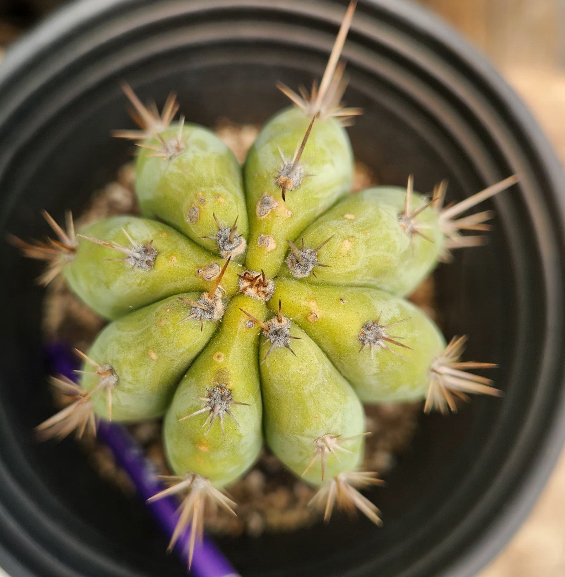 #EC385 EXACTTrichocereus Peruvianus TSSBP cactus 7.5"-Cactus - Large - Exact-The Succulent Source