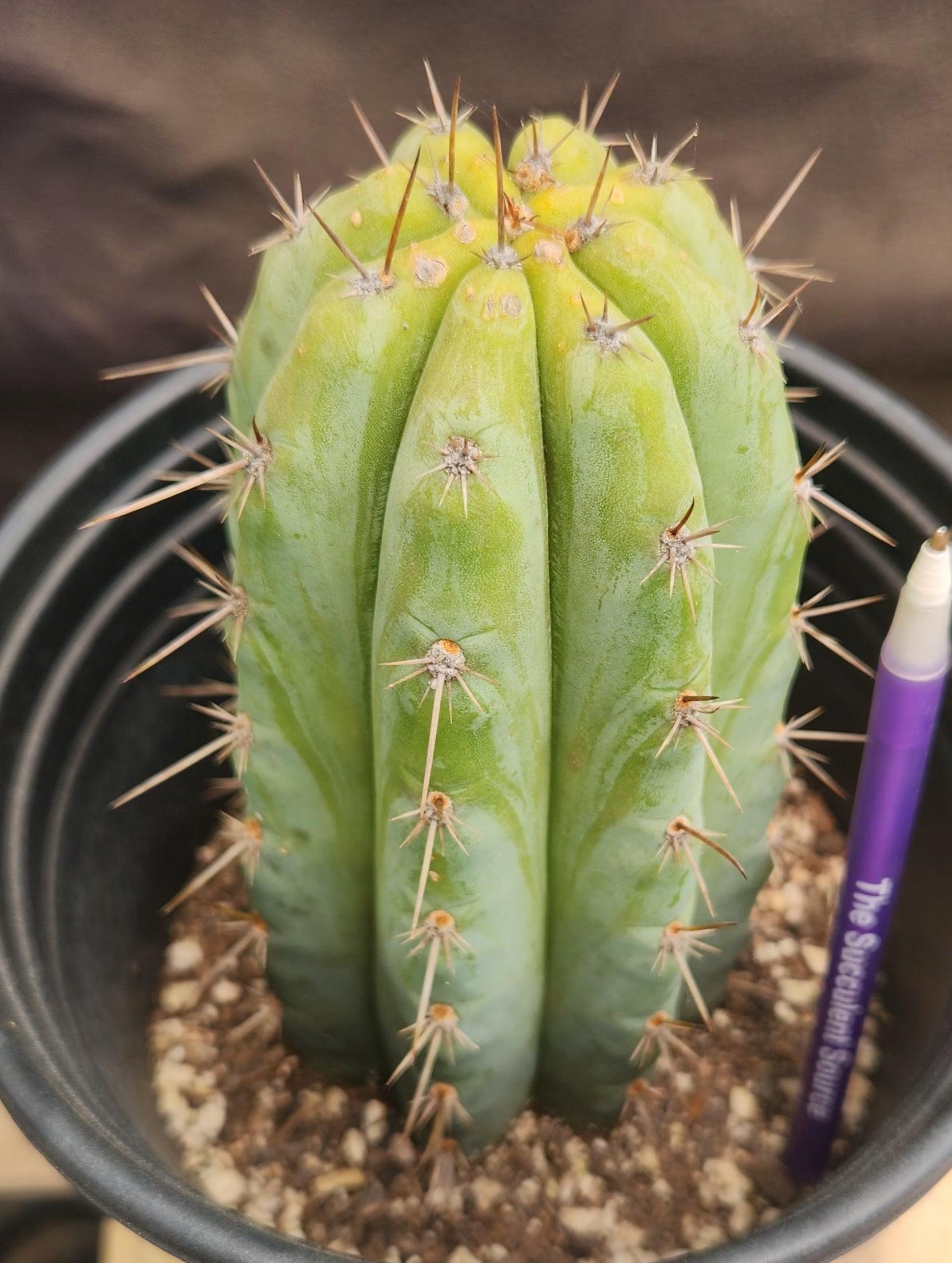 #EC385 EXACTTrichocereus Peruvianus TSSBP cactus 7.5"-Cactus - Large - Exact-The Succulent Source