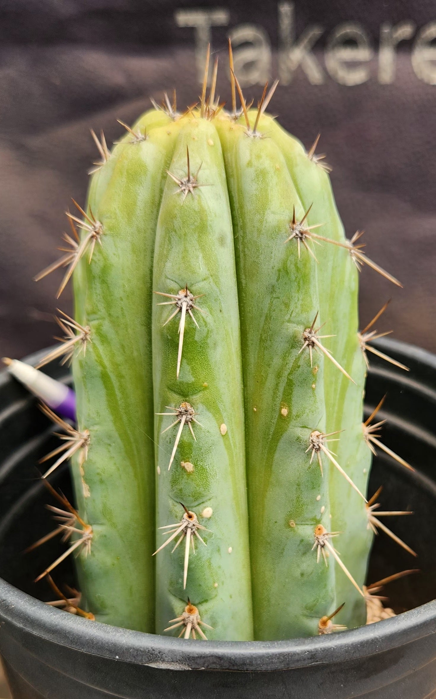 #EC385 EXACTTrichocereus Peruvianus TSSBP cactus 7.5"-Cactus - Large - Exact-The Succulent Source