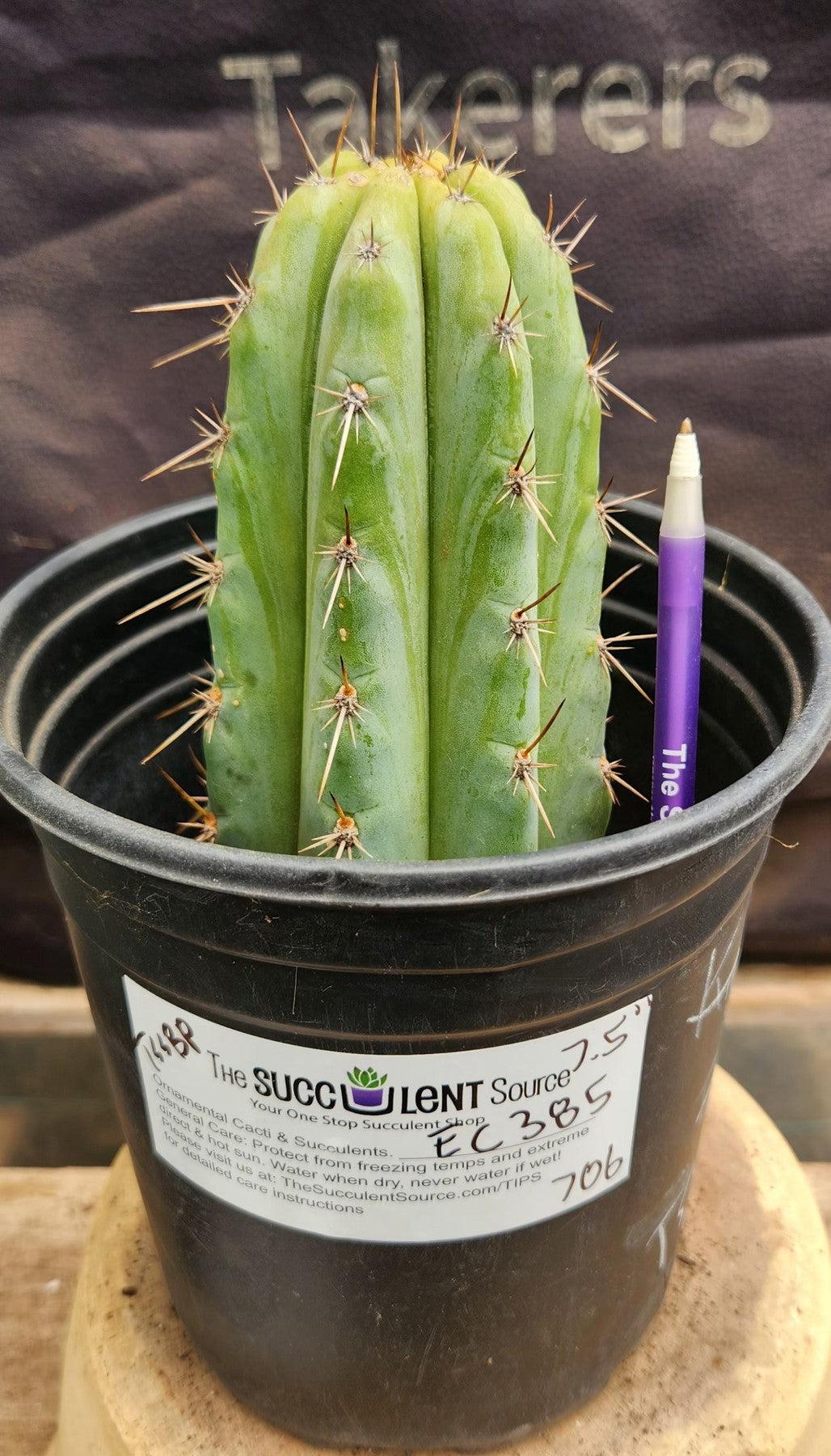 #EC385 EXACTTrichocereus Peruvianus TSSBP cactus 7.5"-Cactus - Large - Exact-The Succulent Source