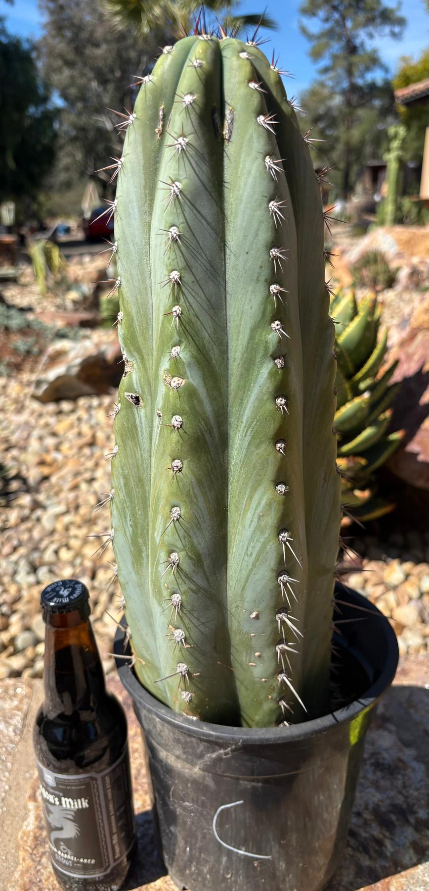 #EC386 “C” EXACT Trichocereus Peruvianus TSSBP Cactus 14”-Cactus - Large - Exact-The Succulent Source