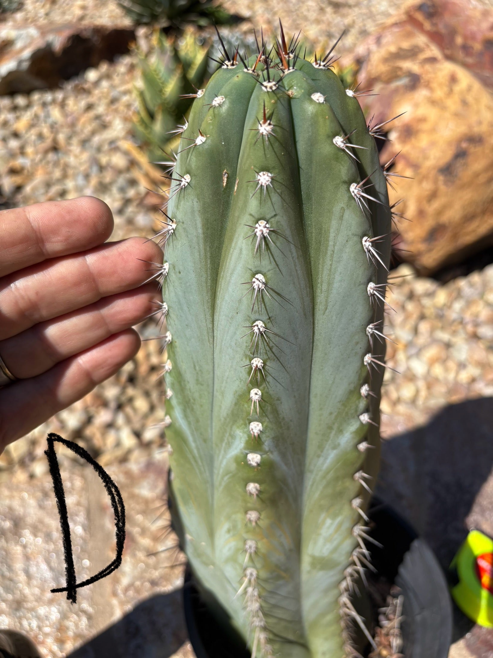 #EC386 “C” EXACT Trichocereus Peruvianus TSSBP Cactus 14”-Cactus - Large - Exact-The Succulent Source