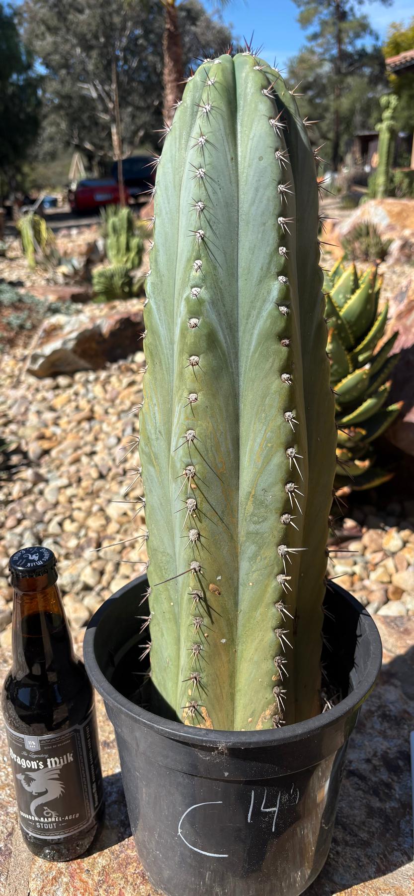 #EC386 “C” EXACT Trichocereus Peruvianus TSSBP Cactus 14”-Cactus - Large - Exact-The Succulent Source