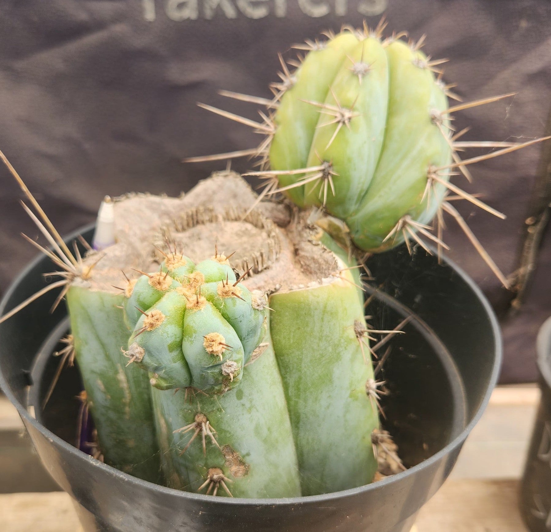 #EC386 EXACT Trichocereus Peruvianus TSSBP Cactus 8.5"-Cactus - Large - Exact-The Succulent Source