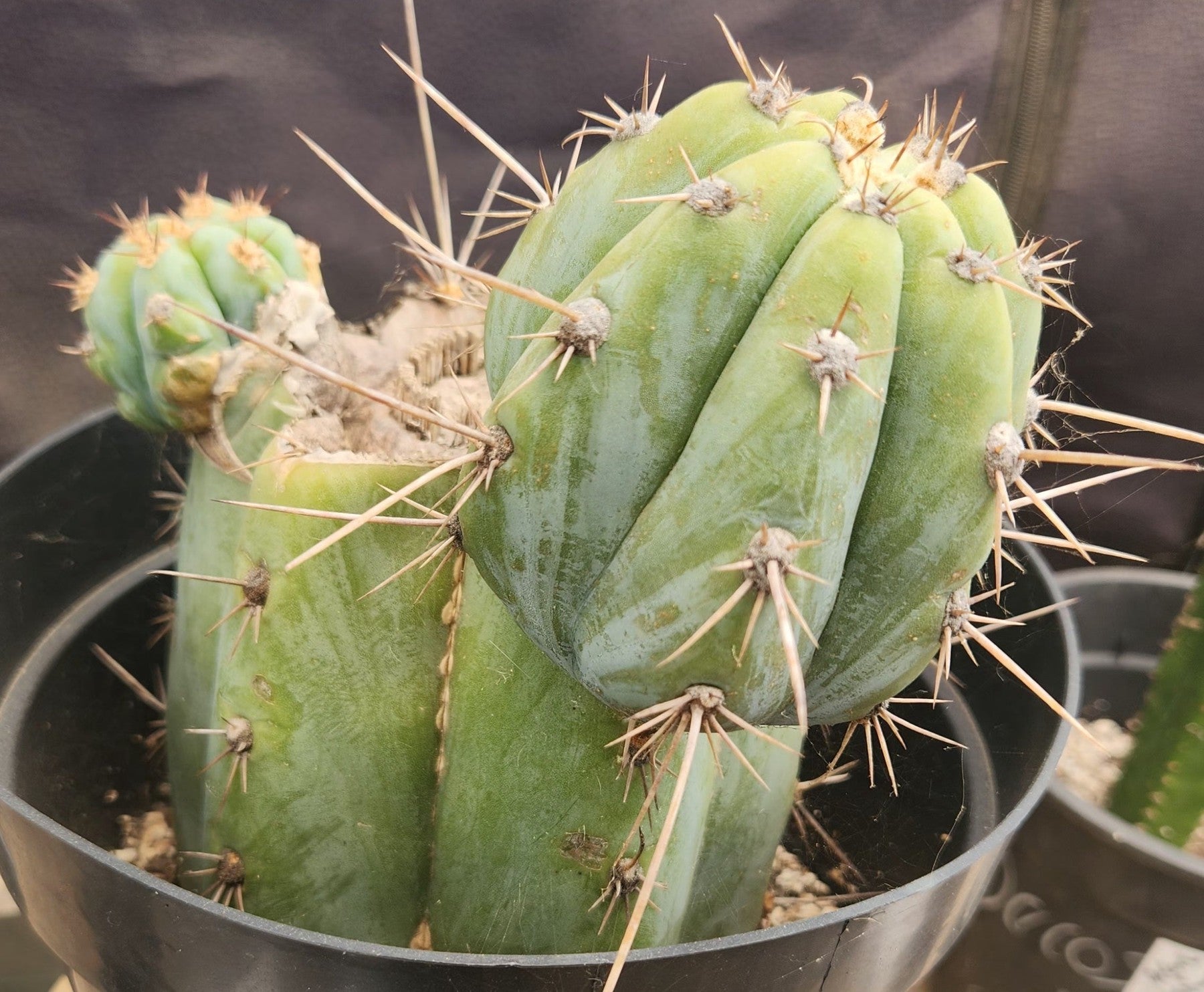 #EC386 EXACT Trichocereus Peruvianus TSSBP Cactus 8.5"-Cactus - Large - Exact-The Succulent Source