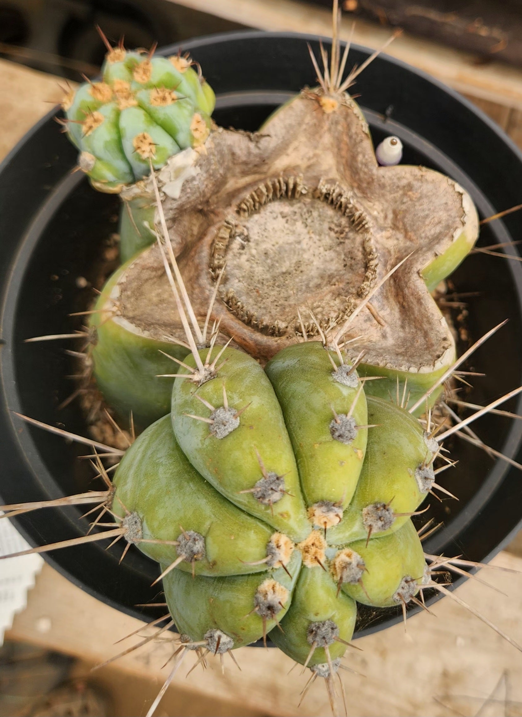 #EC386 EXACT Trichocereus Peruvianus TSSBP Cactus 8.5"-Cactus - Large - Exact-The Succulent Source