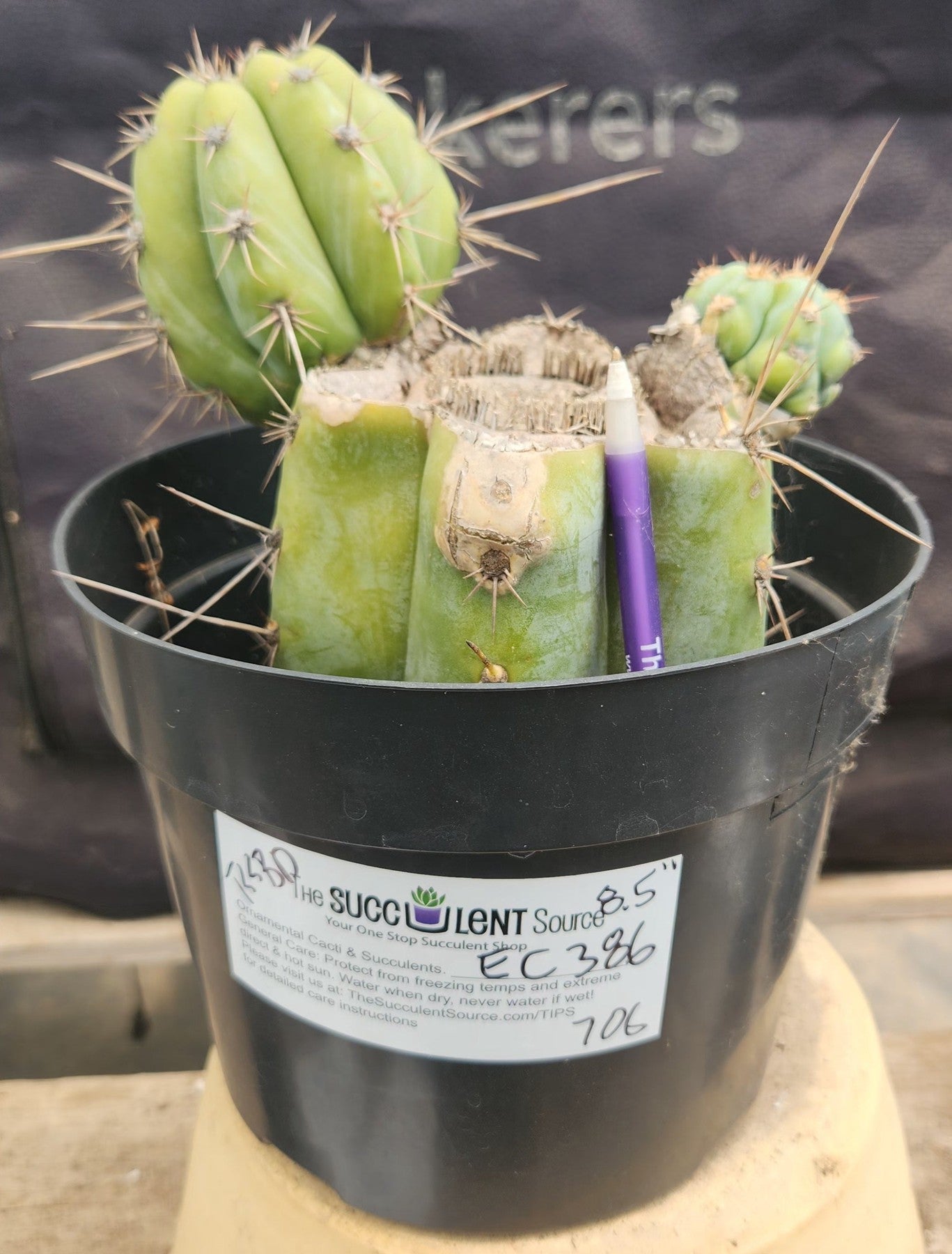 #EC386 EXACT Trichocereus Peruvianus TSSBP Cactus 8.5"-Cactus - Large - Exact-The Succulent Source