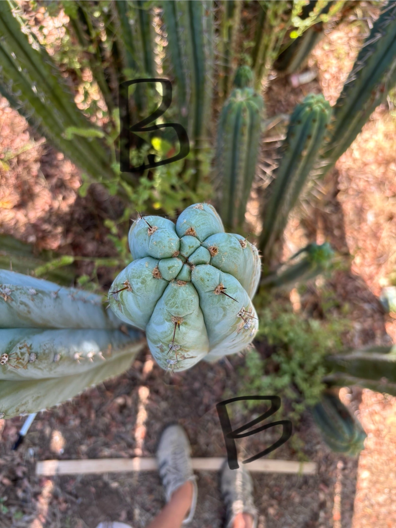 #EC386 EXACT Trichocereus Peruvianus TSSBP Cactus 18”-Cactus - Large - Exact-The Succulent Source