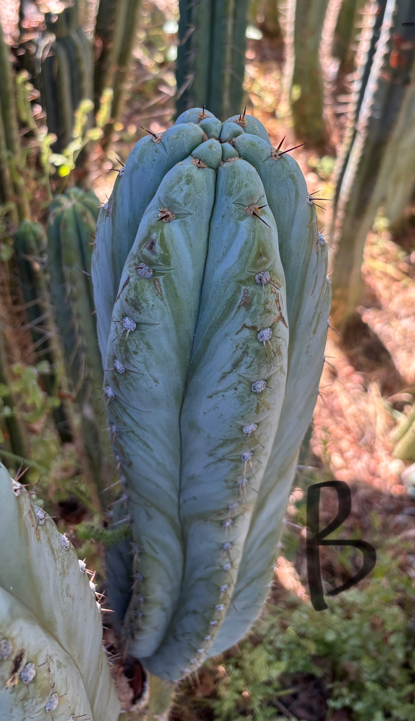 #EC386 EXACT Trichocereus Peruvianus TSSBP Cactus 18”-Cactus - Large - Exact-The Succulent Source