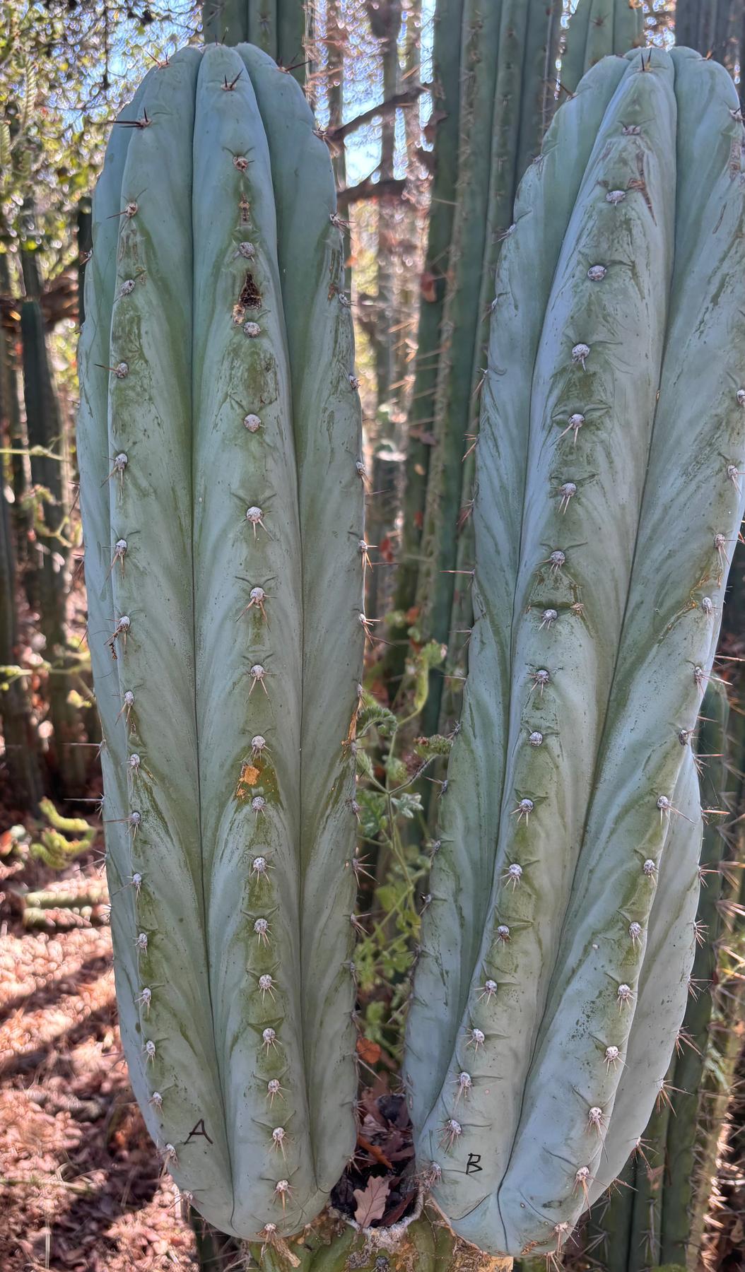 #EC386 EXACT Trichocereus Peruvianus TSSBP Cactus 18”-Cactus - Large - Exact-The Succulent Source