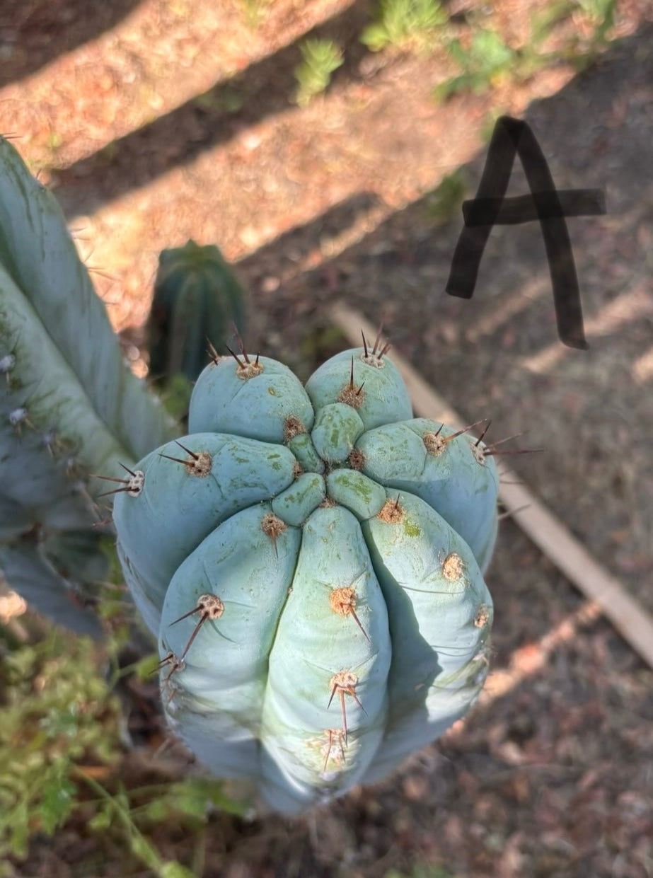 #EC386 EXACT Trichocereus Peruvianus TSSBP Cactus 18”-Cactus - Large - Exact-The Succulent Source