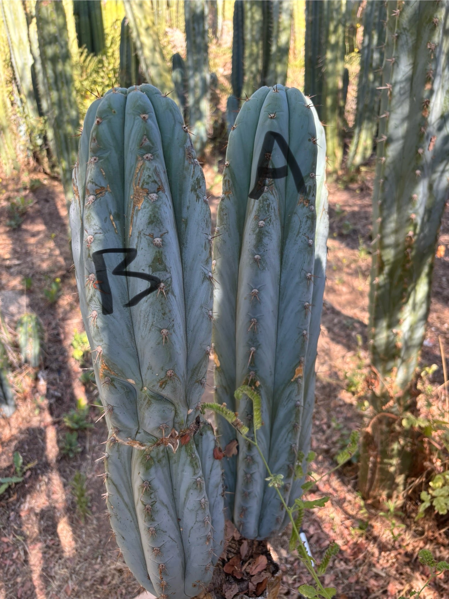 #EC386 EXACT Trichocereus Peruvianus TSSBP Cactus 18”-Cactus - Large - Exact-The Succulent Source