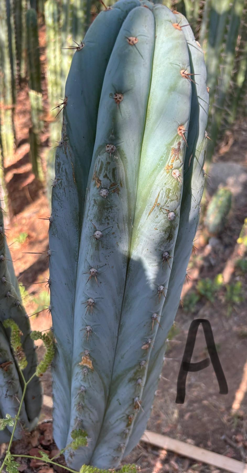 #EC386 EXACT Trichocereus Peruvianus TSSBP Cactus 18”-Cactus - Large - Exact-The Succulent Source