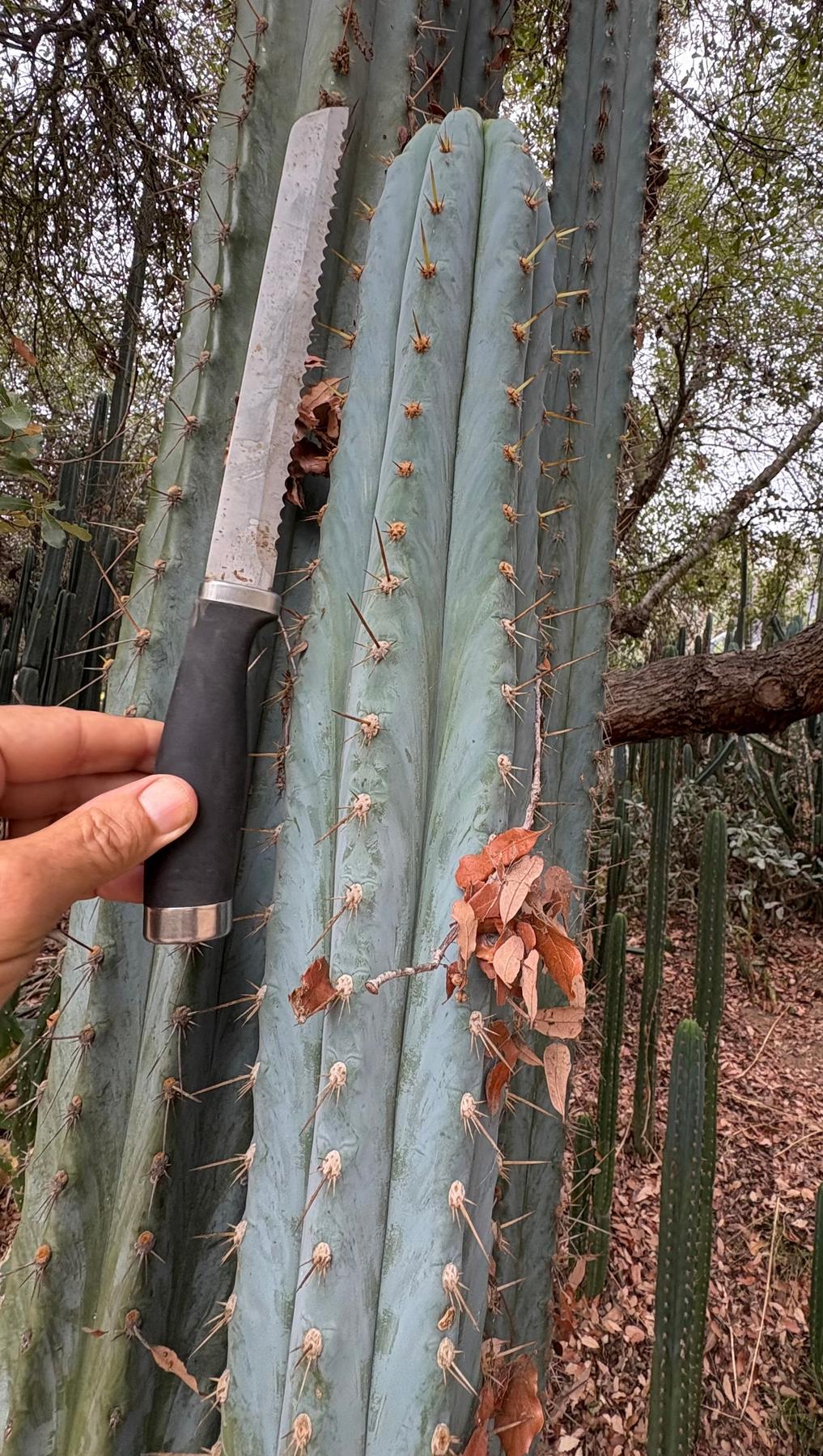 #EC386 EXACT Trichocereus Peruvianus TSSBP “Shaq” Cactus 15” Cutting-Cactus - Large - Exact-The Succulent Source