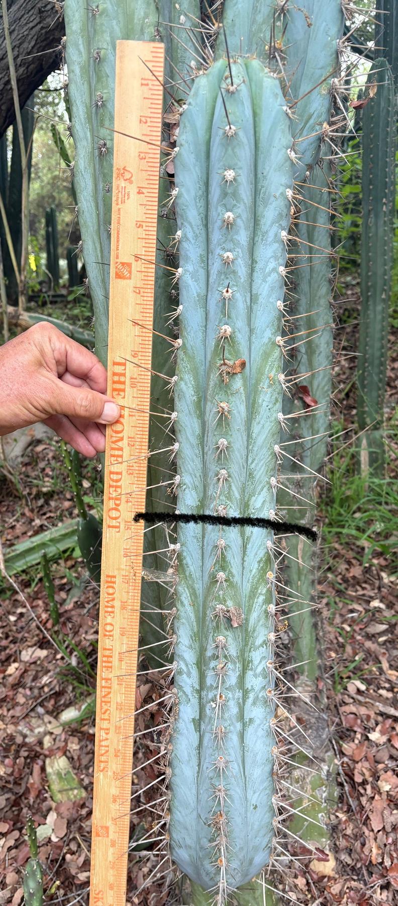 #EC386 EXACT Trichocereus Peruvianus TSSBP “Shaq” Cactus 15” Cutting-Cactus - Large - Exact-The Succulent Source