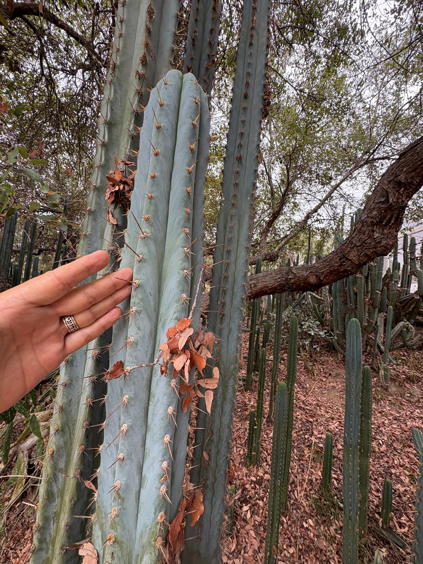 #EC386 EXACT Trichocereus Peruvianus TSSBP “Shaq” Cactus 15” Cutting-Cactus - Large - Exact-The Succulent Source