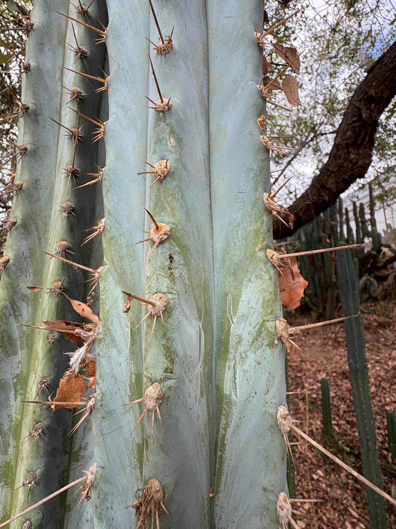 #EC386 EXACT Trichocereus Peruvianus TSSBP “Shaq” Cactus 15” Cutting-Cactus - Large - Exact-The Succulent Source