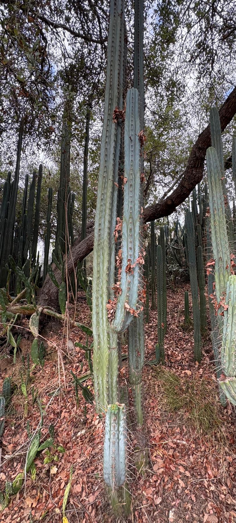 #EC386 EXACT Trichocereus Peruvianus TSSBP “Shaq” Cactus 15” Cutting-Cactus - Large - Exact-The Succulent Source