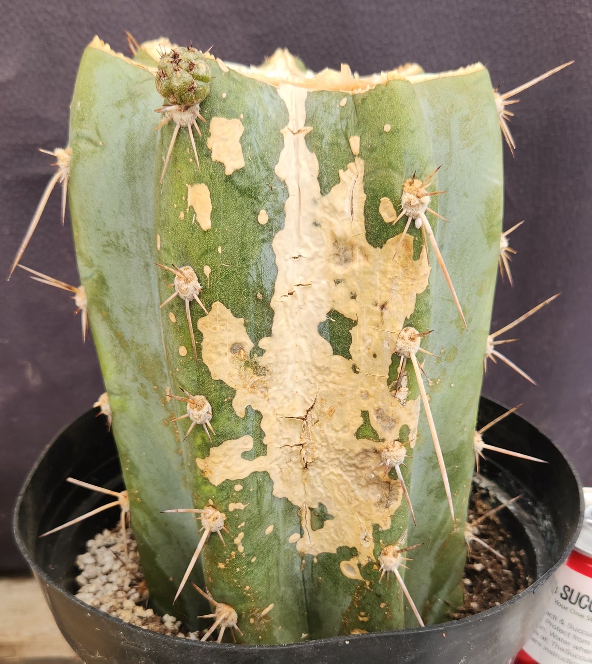 #EC386 EXACT Trichocereus Peruvianus TSSBP Variegated Cactus 8.5"-Cactus - Large - Exact-The Succulent Source