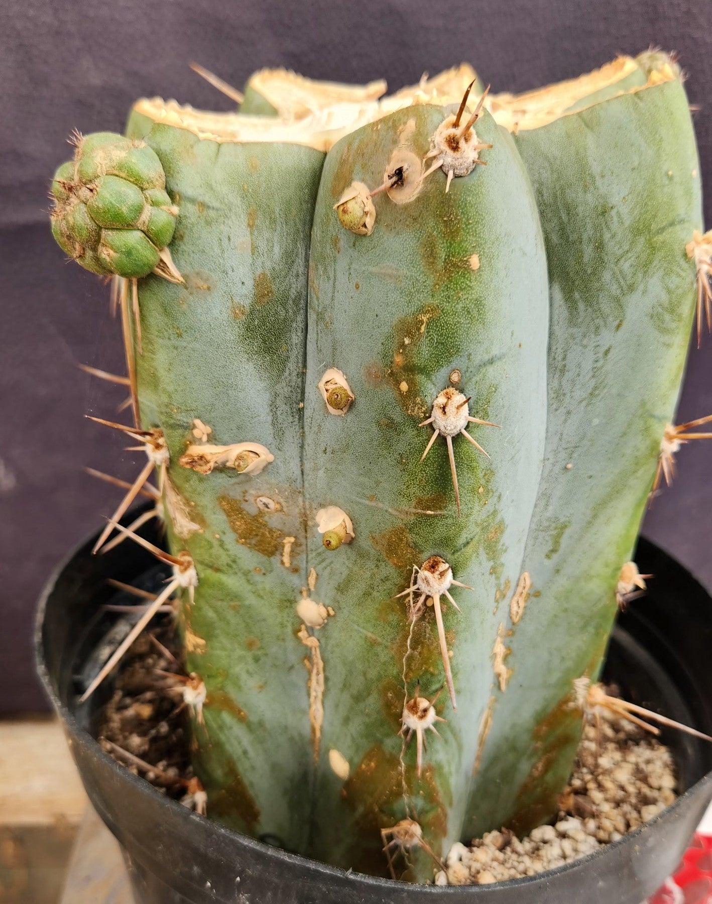 #EC386 EXACT Trichocereus Peruvianus TSSBP Variegated Cactus 8.5"-Cactus - Large - Exact-The Succulent Source