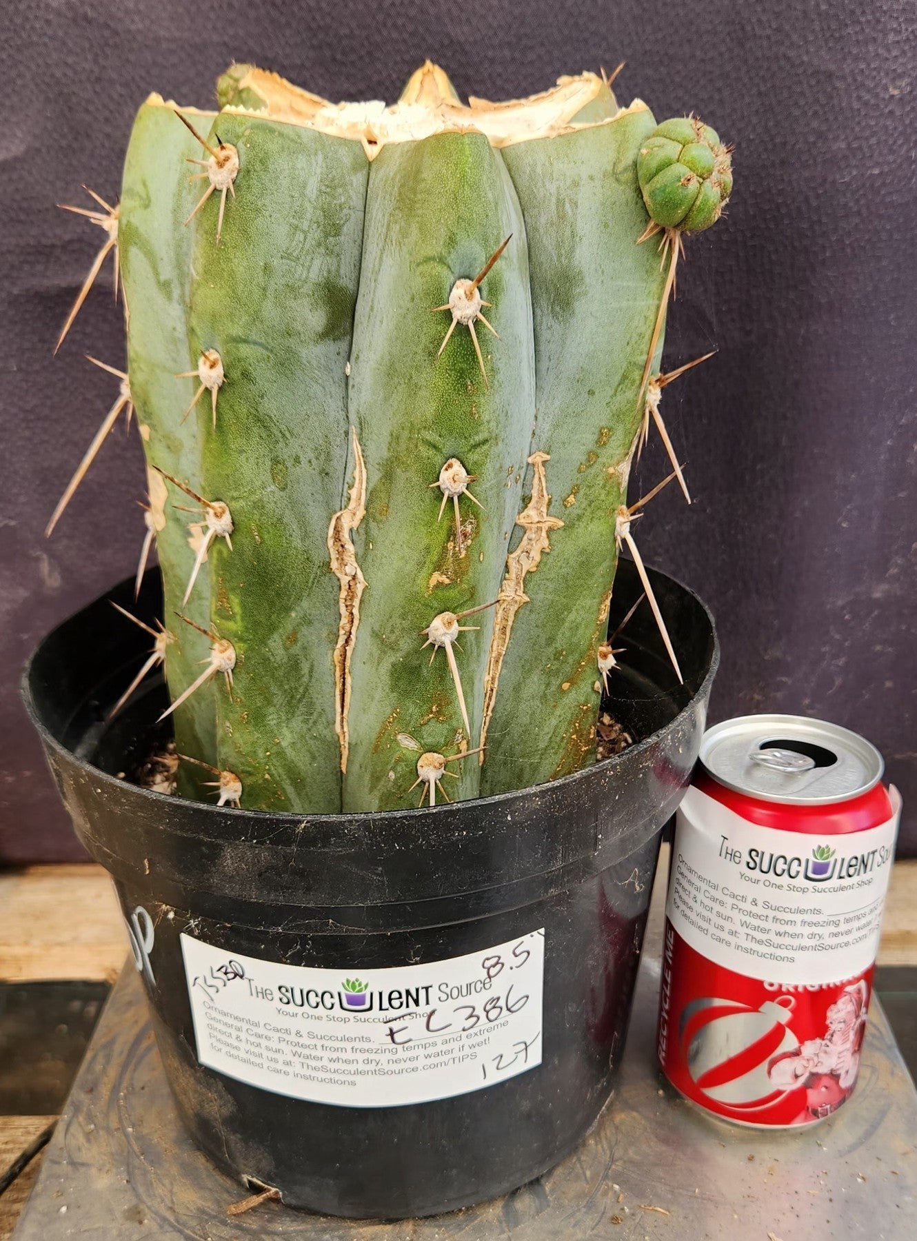 #EC386 EXACT Trichocereus Peruvianus TSSBP Variegated Cactus 8.5"-Cactus - Large - Exact-The Succulent Source