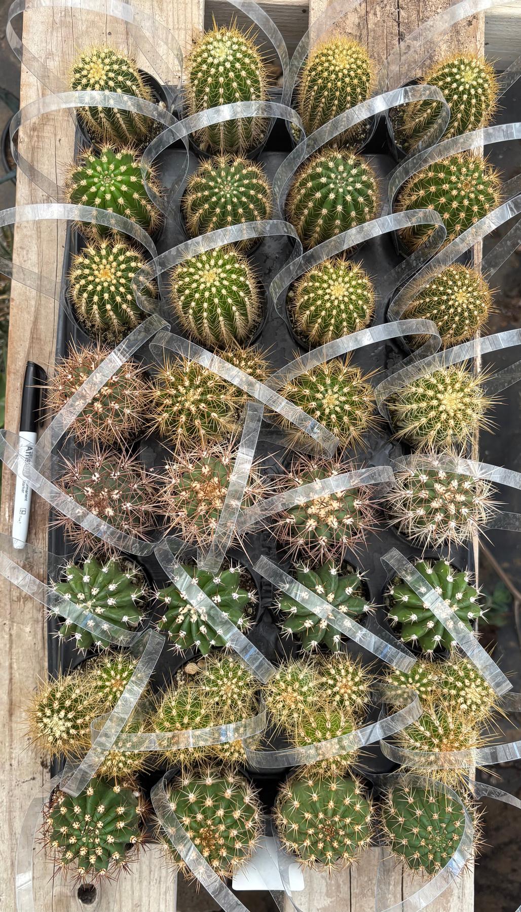 #EC387 EXACT Mixed Bargain Tray of 32 Trichocereus in 2.5” containers-Cactus - Large - Exact-The Succulent Source