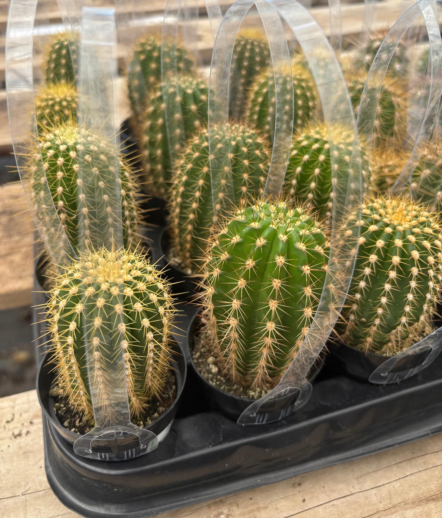 #EC387 EXACT Mixed Bargain Tray of 32 Trichocereus in 2.5” containers-Cactus - Large - Exact-The Succulent Source