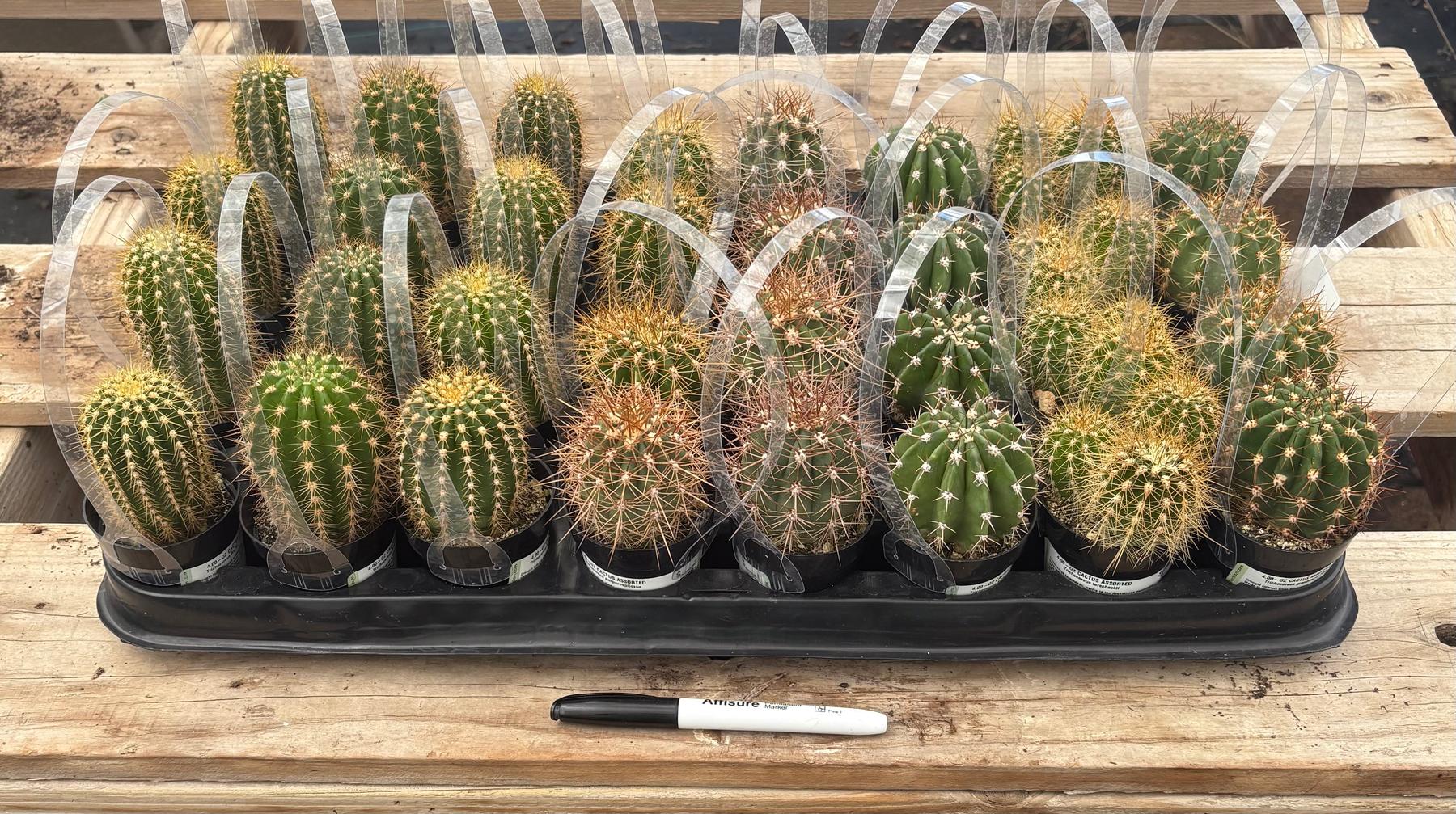 #EC387 EXACT Mixed Bargain Tray of 32 Trichocereus in 2.5” containers-Cactus - Large - Exact-The Succulent Source