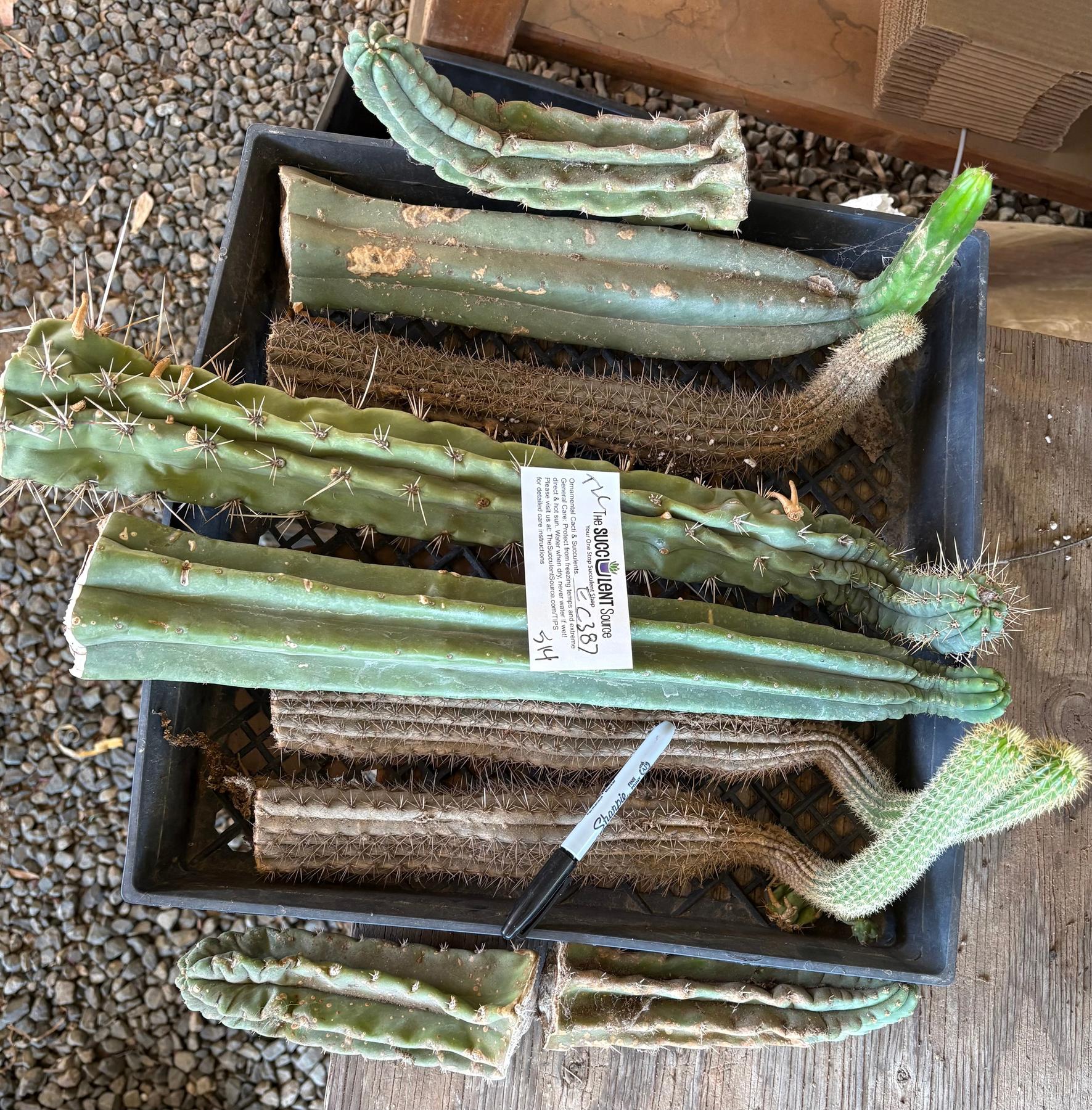 #EC387 EXACT Trichocereus Bargain Mixed Cactus Cutting Lot-Cactus - Large - Exact-The Succulent Source