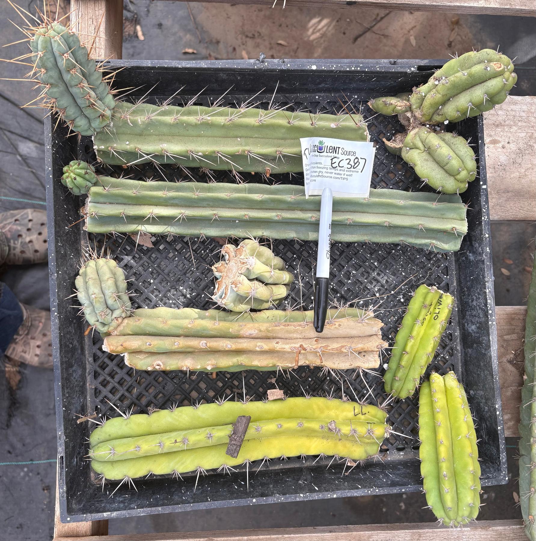 #EC387 EXACT Trichocereus Bargain Mixed Cactus Cutting Lot-Cactus - Large - Exact-The Succulent Source