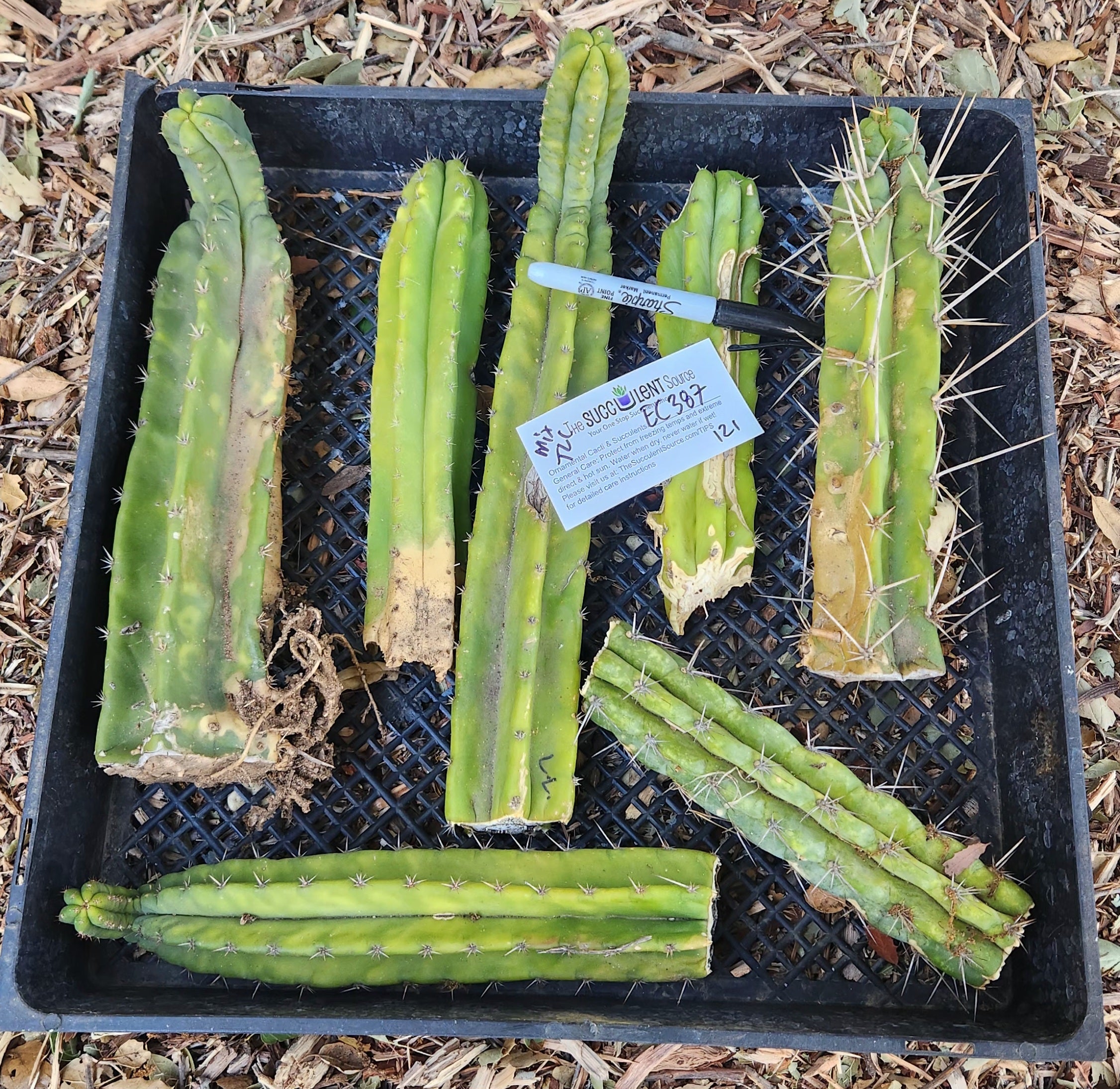 #EC387 EXACT Trichocereus Bargain Mixed Cactus Cutting Lot-Cactus - Large - Exact-The Succulent Source