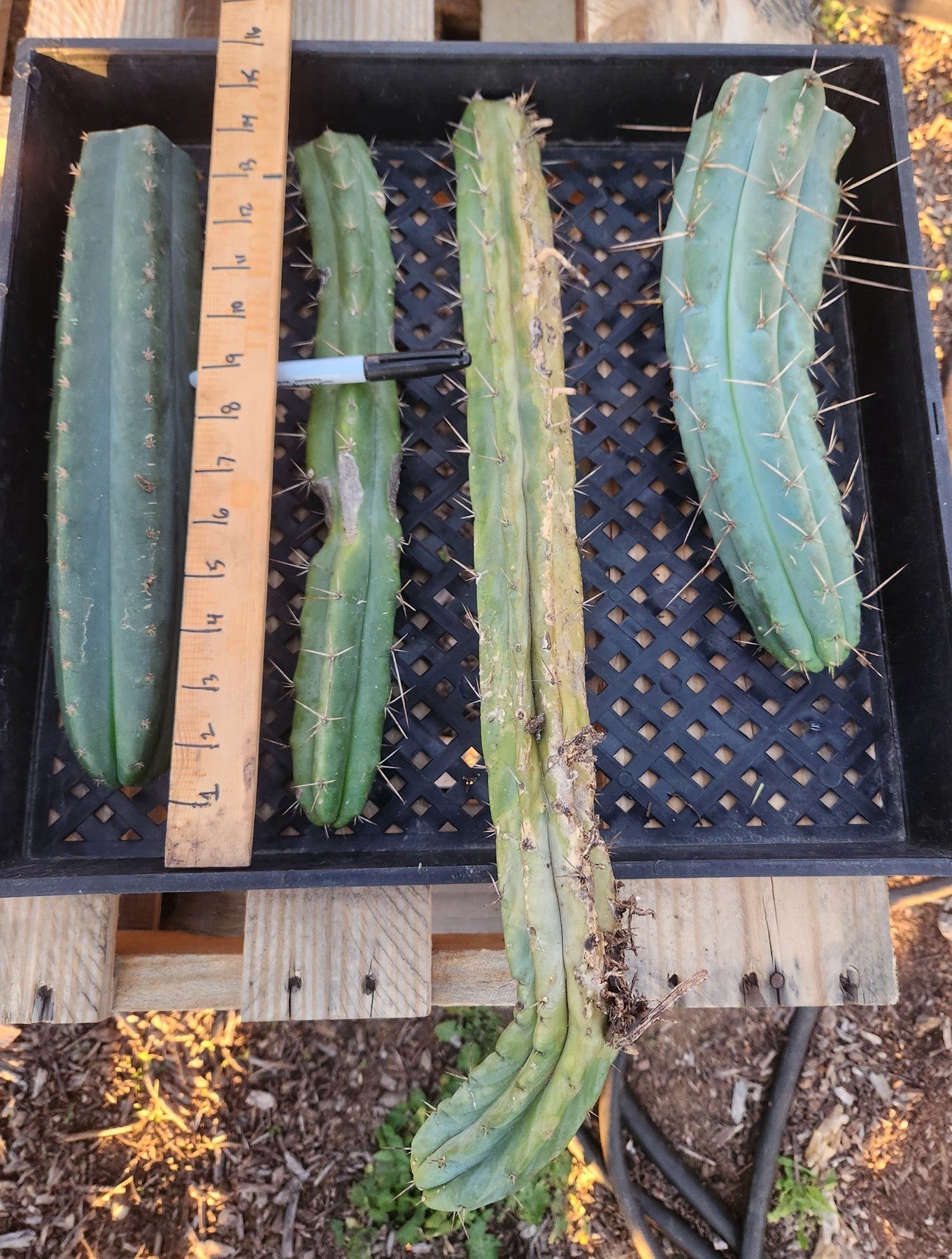 #EC387 EXACT Trichocereus Bargain Mixed Cactus Cutting Lot-Cactus - Large - Exact-The Succulent Source