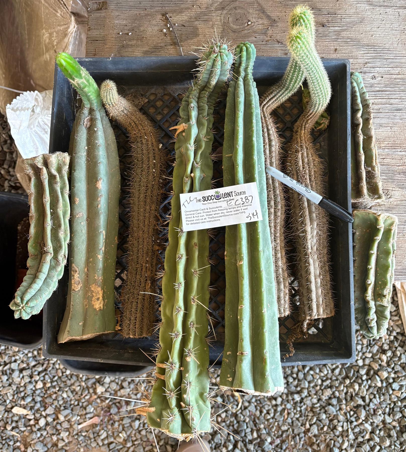 #EC387 EXACT Trichocereus Bargain Mixed Cactus Cutting Lot-Cactus - Large - Exact-The Succulent Source